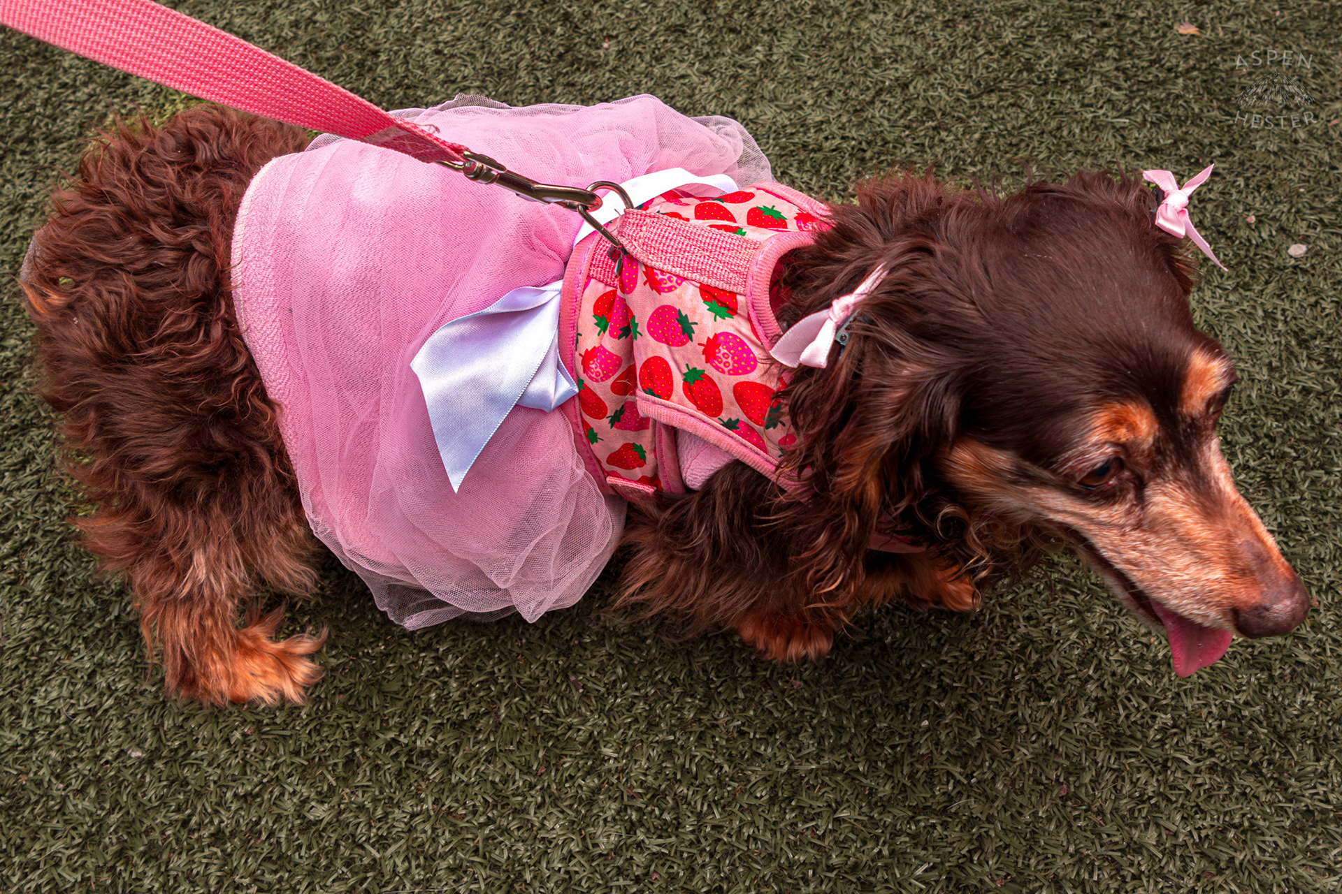 A Little Dog Struts Around in A Pink Strawberry Dress at Westport Village’s 5th Annual Puppy Palooza. April 19th, 2025/Aspen Hester