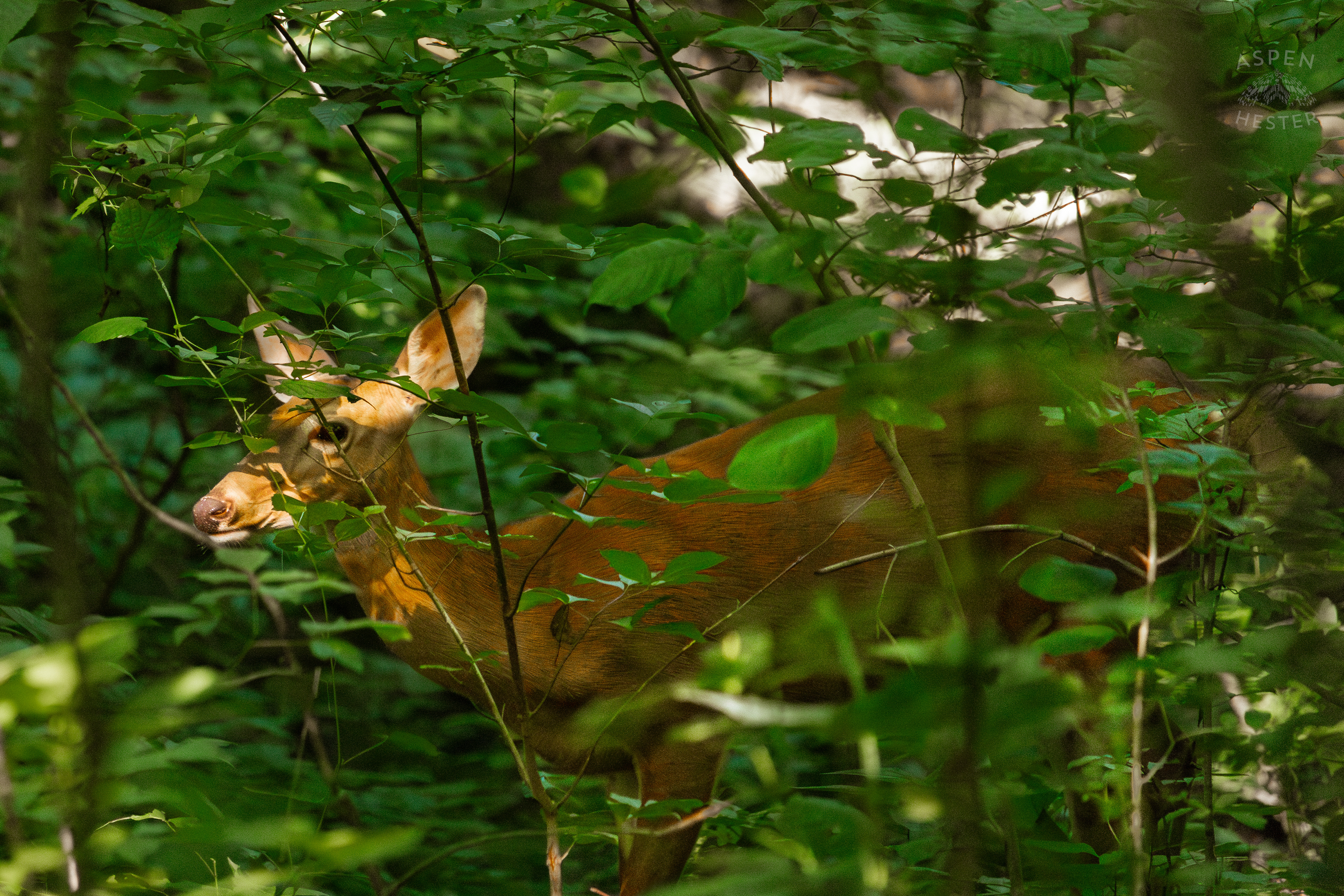 White Tailed Deer Foraging Deep in the Foliage of Cherokee Park. June 11th, 2024/Aspen Hester