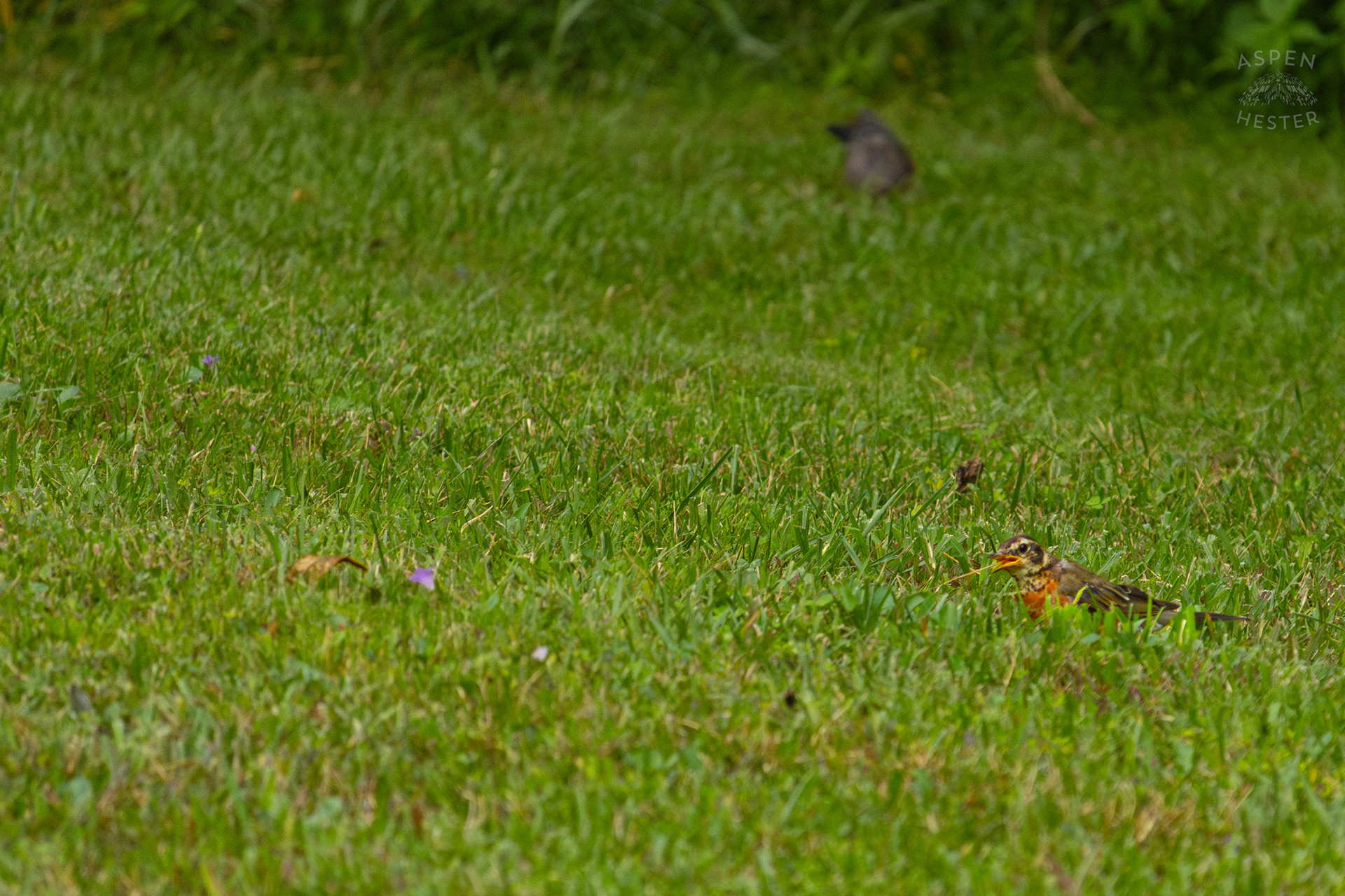 A Robin Hunts for Worms it in Wendell Moore Park. August 12th, 2024/Aspen Hester