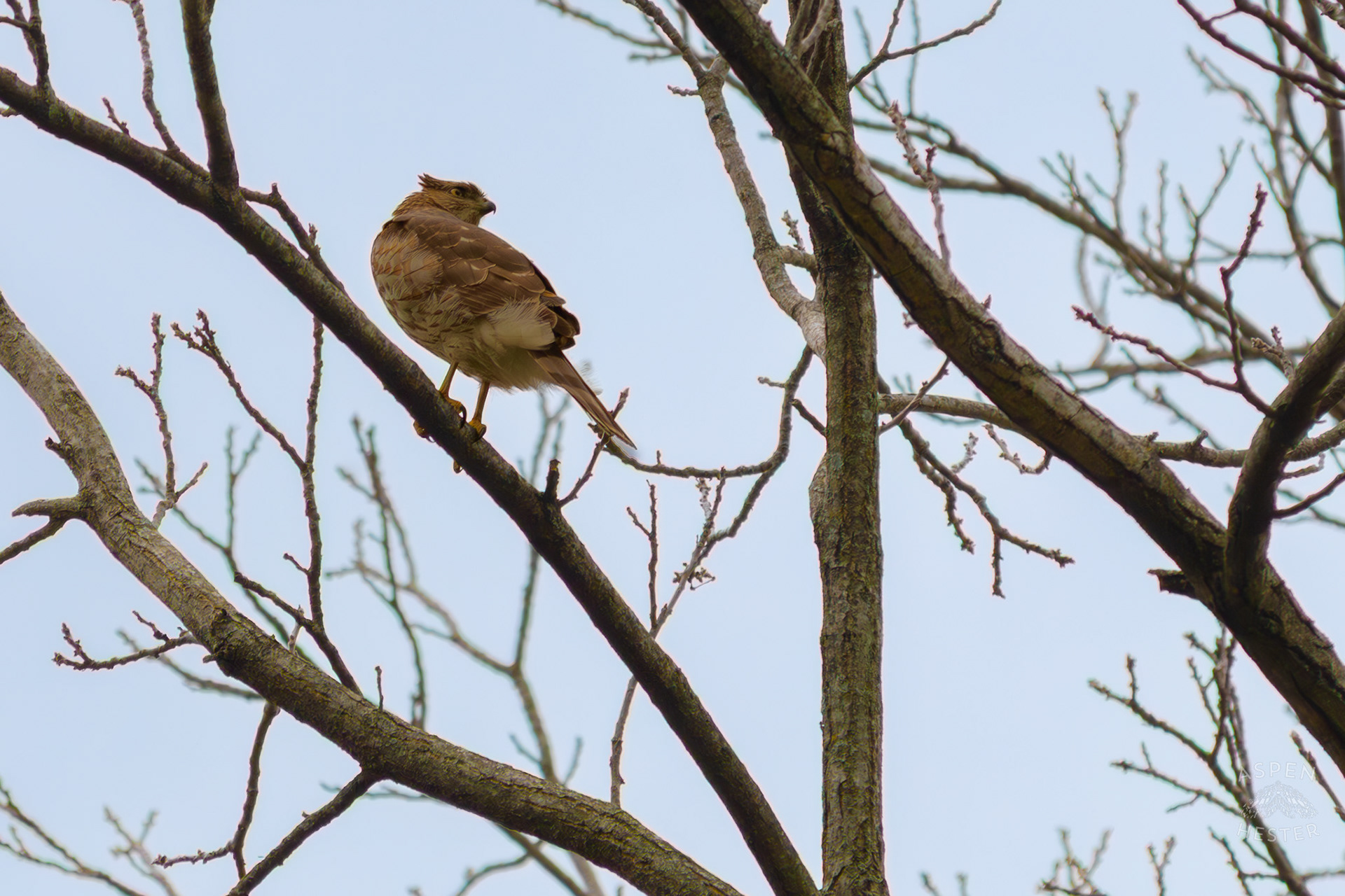 A Red Tailed Hawk Rotates Its Head Nearly 180 Degrees to Watch The Ground From High Up in Brown Park. April 14th, 2025/Aspen Hester 