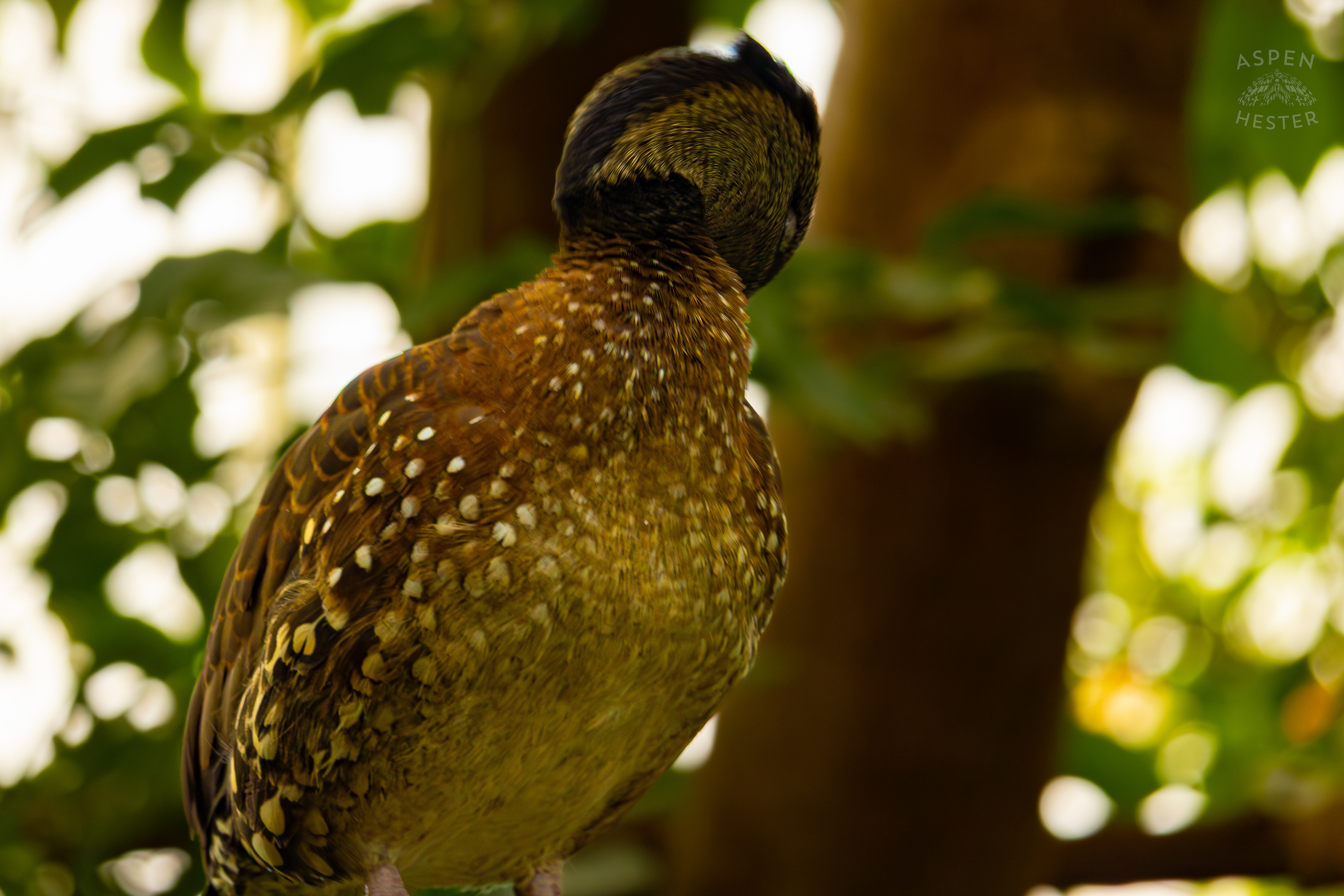 A Spotted Whistling Duck Preens Itself High Up in The Rainforest Inside The National Aviary in Pittsburgh Pennsylvania. February 26th, 2025/Aspen Hester