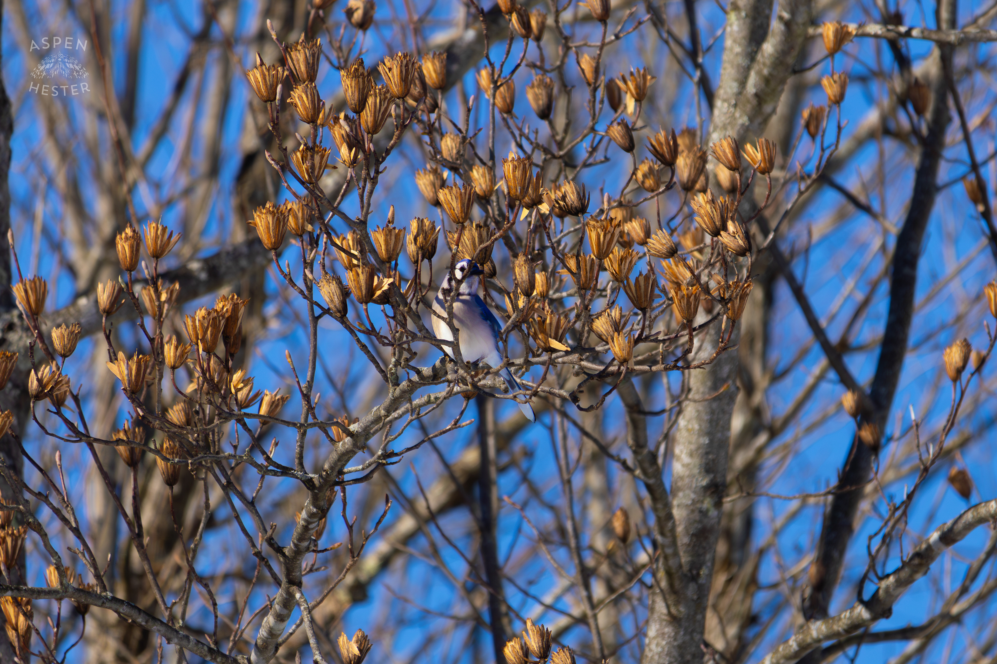 A Blue Jay Sits in A Tulip Tree in The Snowy Landscape of my Backyard. January 13th, 2025/Aspen Hester