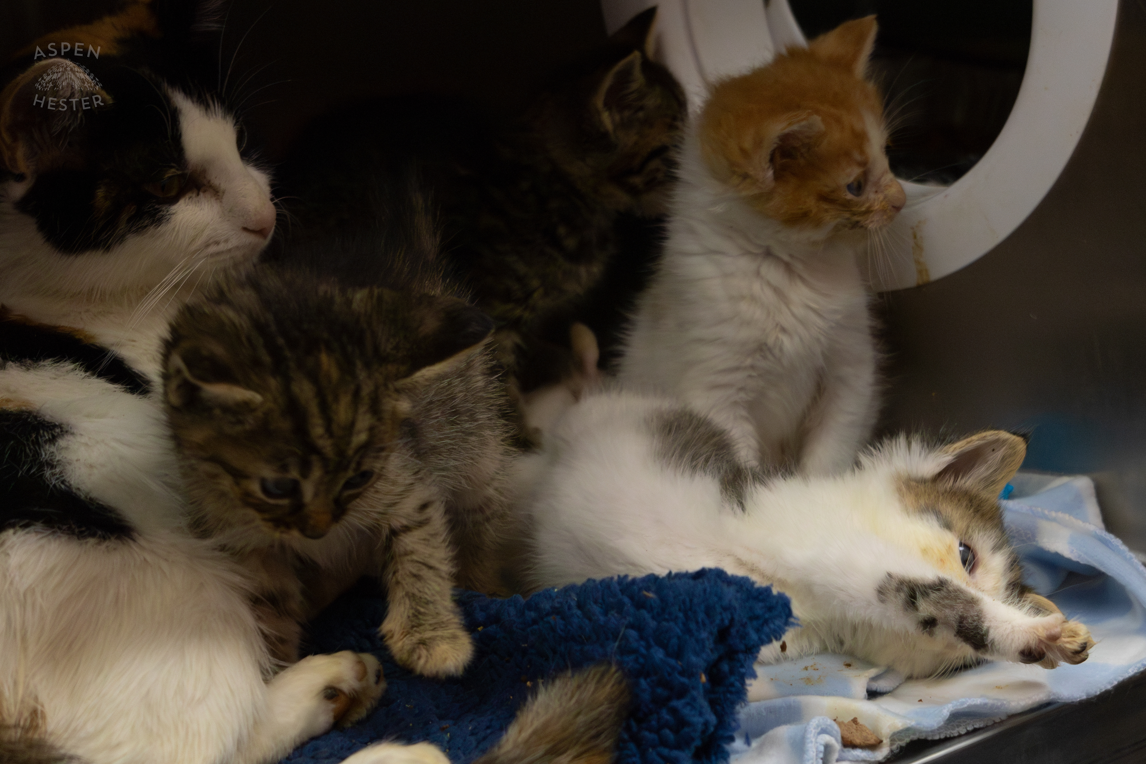 A Mother Cat and Her Kittens During A Telethon that Raised $8000+ for Louisville Metro Animal Services. August 28th, 2024/Aspen Hester