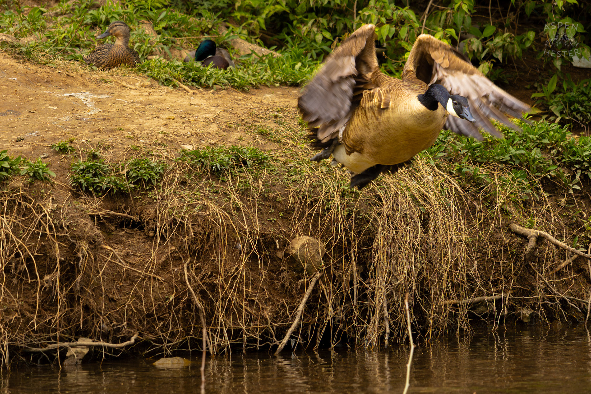 A Goose Flies into Middle Fork Beargrass Creek Where It Runs Through Brown Park. April 14th, 2025/Aspen Hester