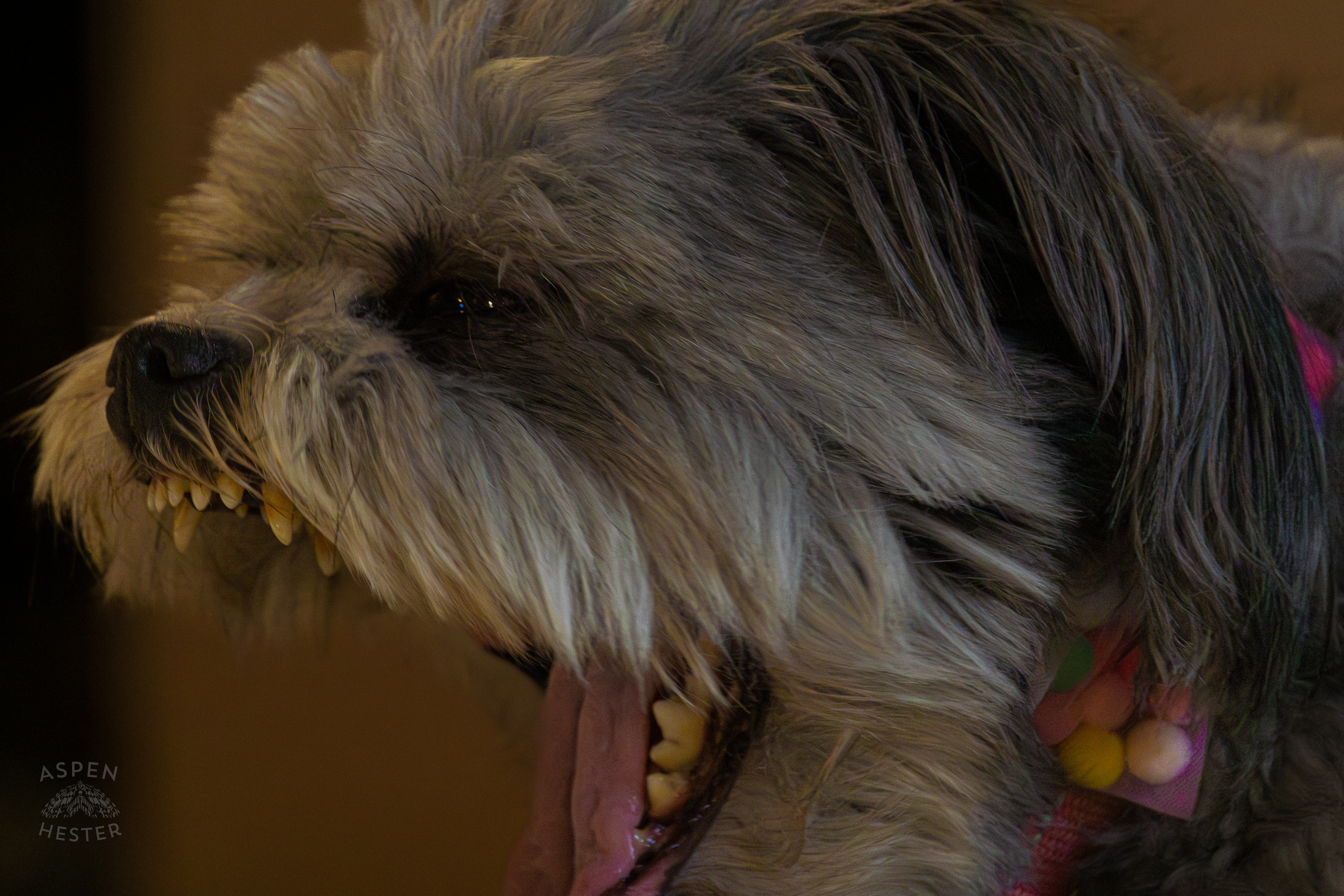 My Girl Mabel Yawning. November 11th, 2024/Aspen Hester