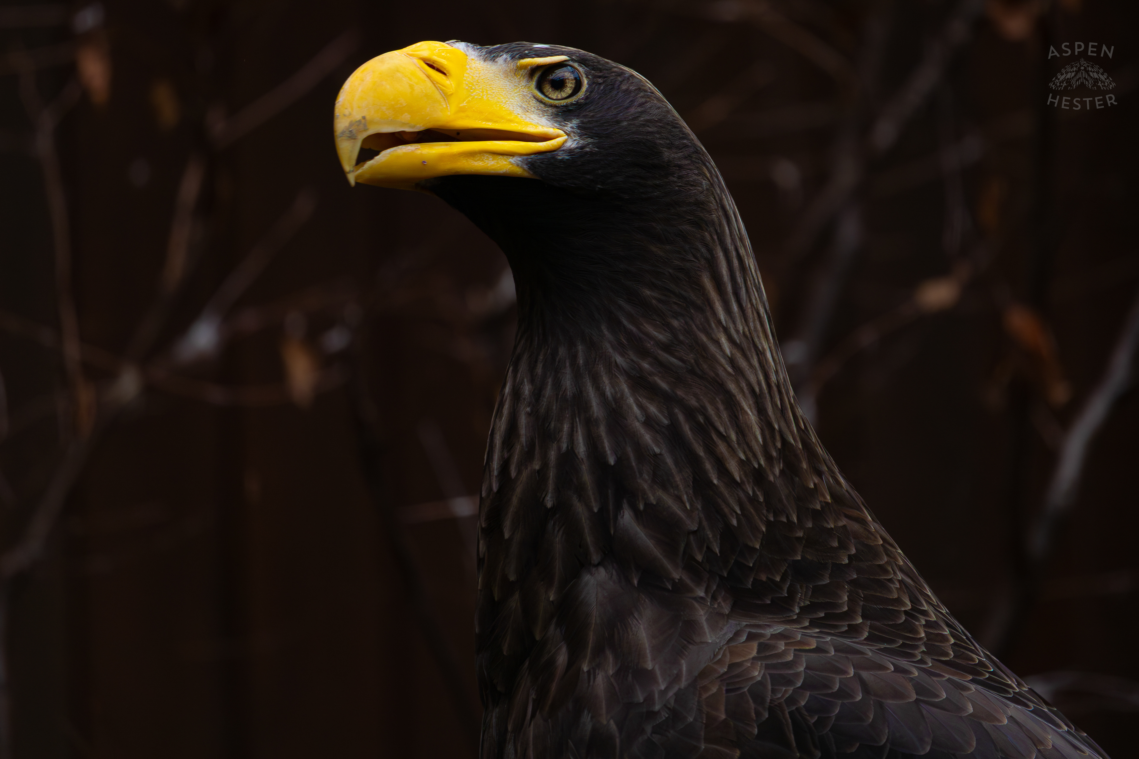 Kodiak The Steller’s Sea Eagle Inside The National Aviary in Pittsburgh Pennsylvania. February 26th, 2025/Aspen Hester