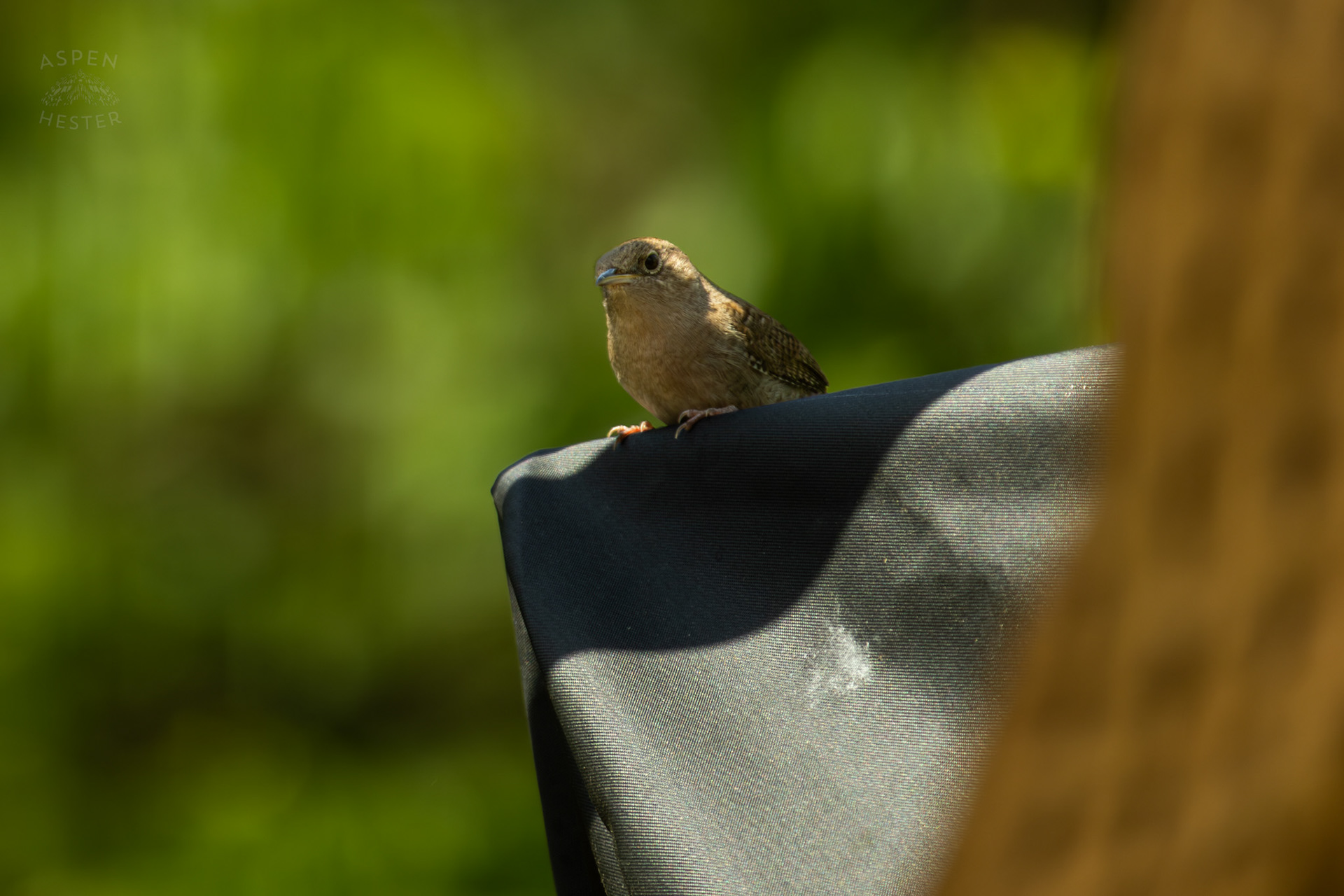 One of A Pair of Northern House Wrens Living in My Bird House. May 15th, 2025/Aspen Hester