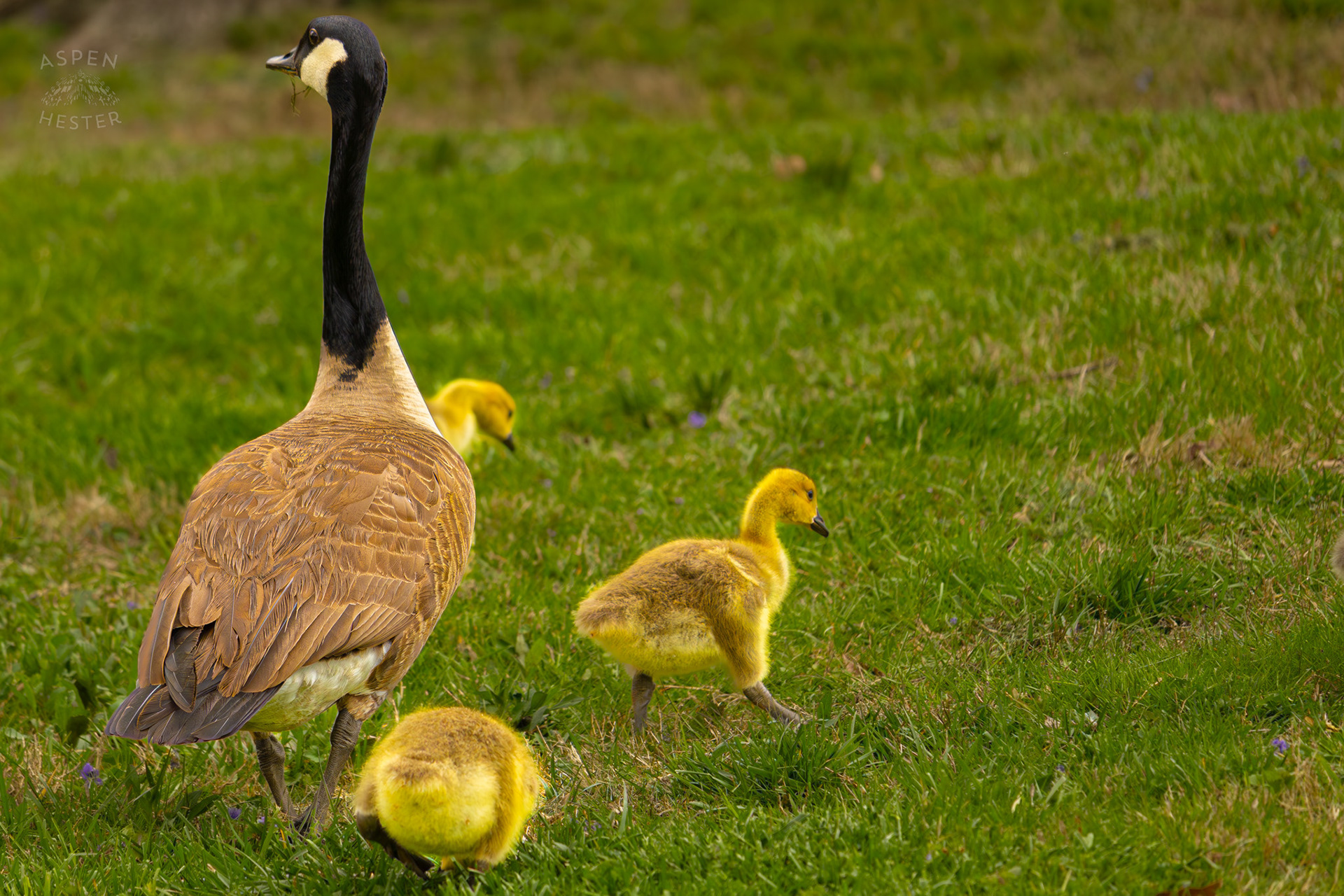 New Parent Geese Lead Their Young Grazing Goslings Through Brown Park. April 14th, 2025/Aspen Hester