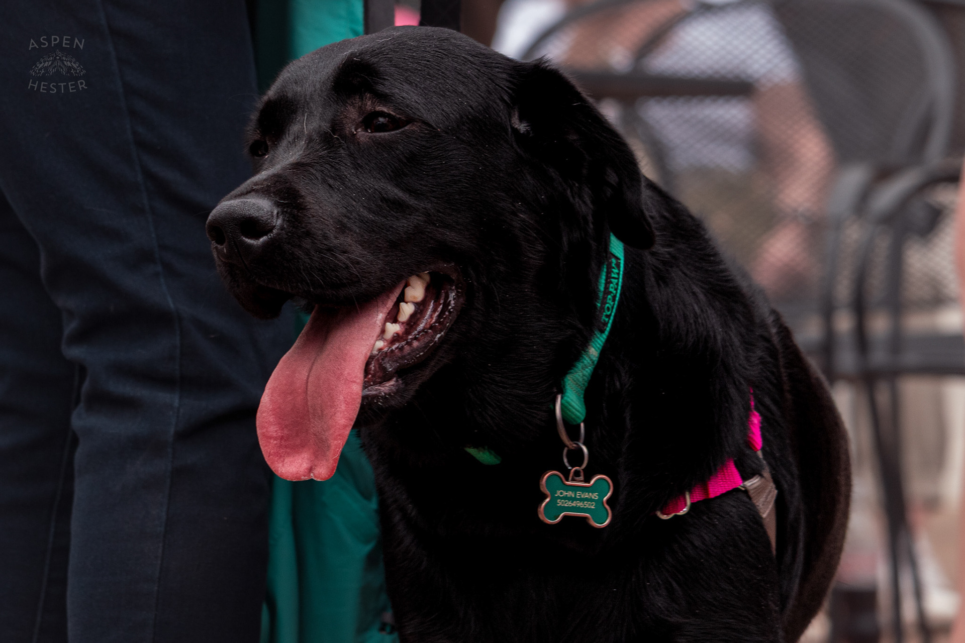A Black Lab Potentially Named “John Evans” at Westport Village’s 5th Annual Puppy Palooza. April 19th, 2025/Aspen Hester