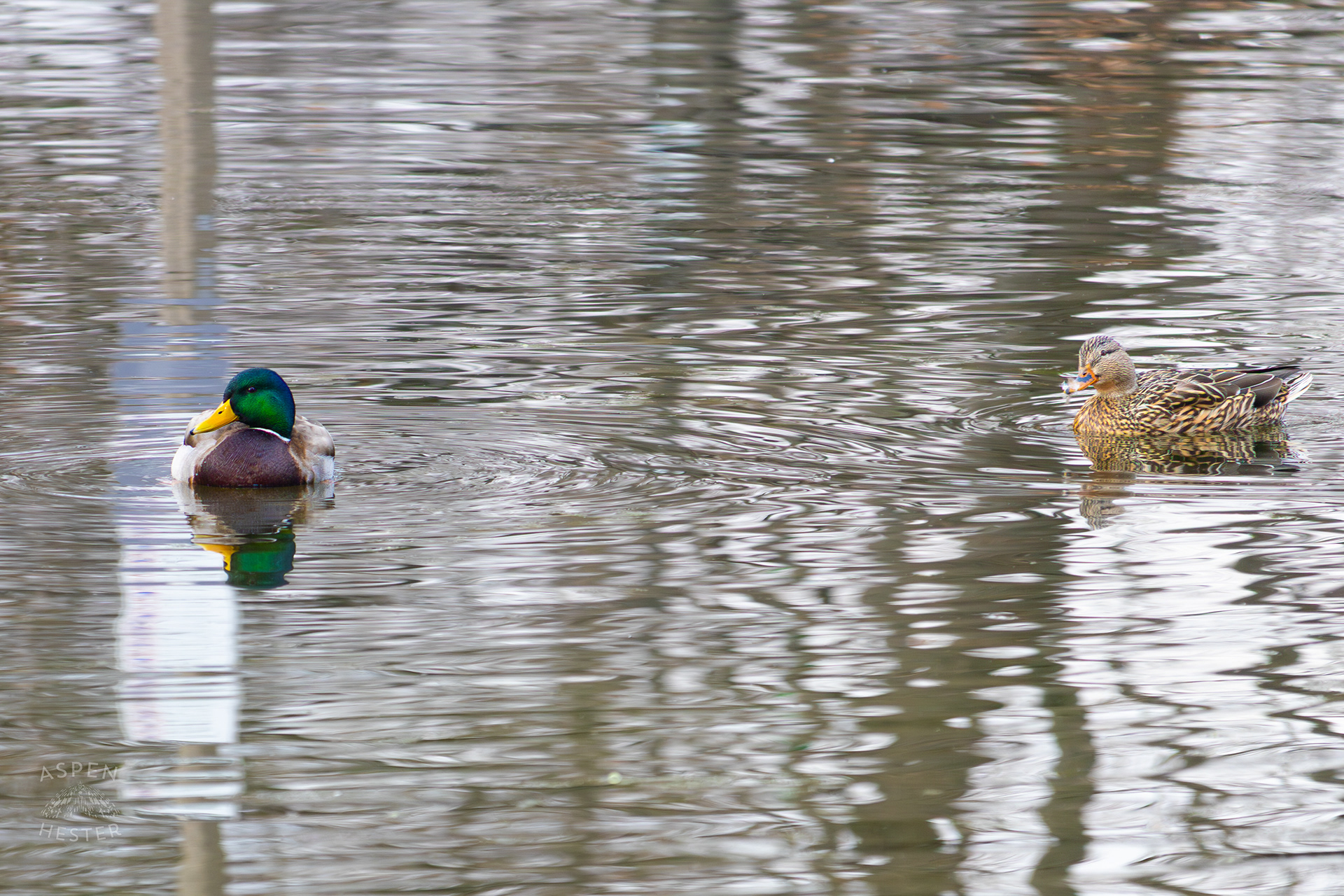 Two Mallard Ducks Swimming in Lake Elizabeth Outside The National Aviary in Pittsburgh Pennsylvania. February 26th, 2025/Aspen Hester