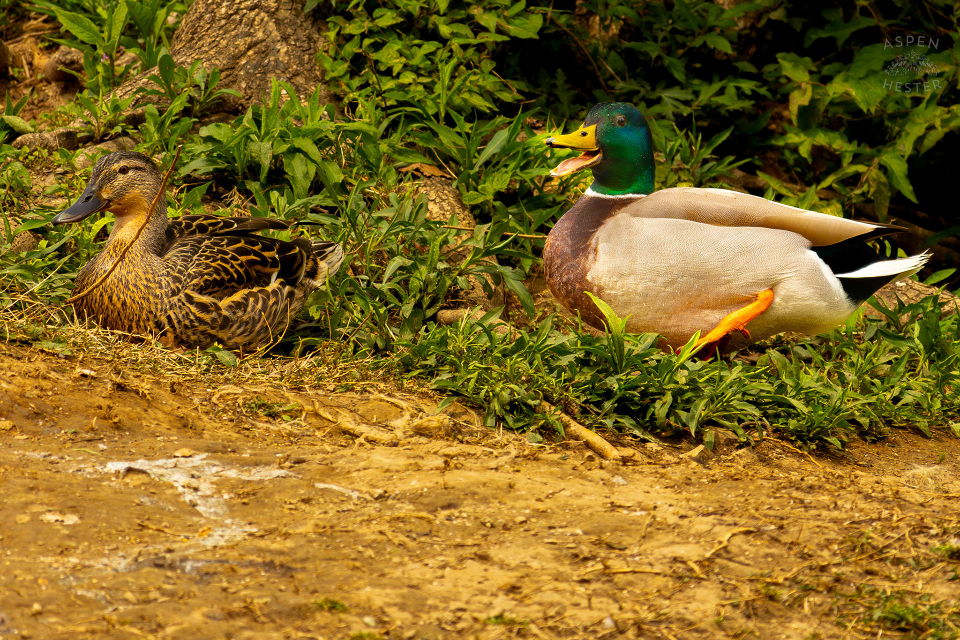 A Male Mallard Annoys His Wife On The Banks of Middle Fork Beargrass Creek Where It Runs Through Brown Park. April 14th, 2025/Aspen Hester