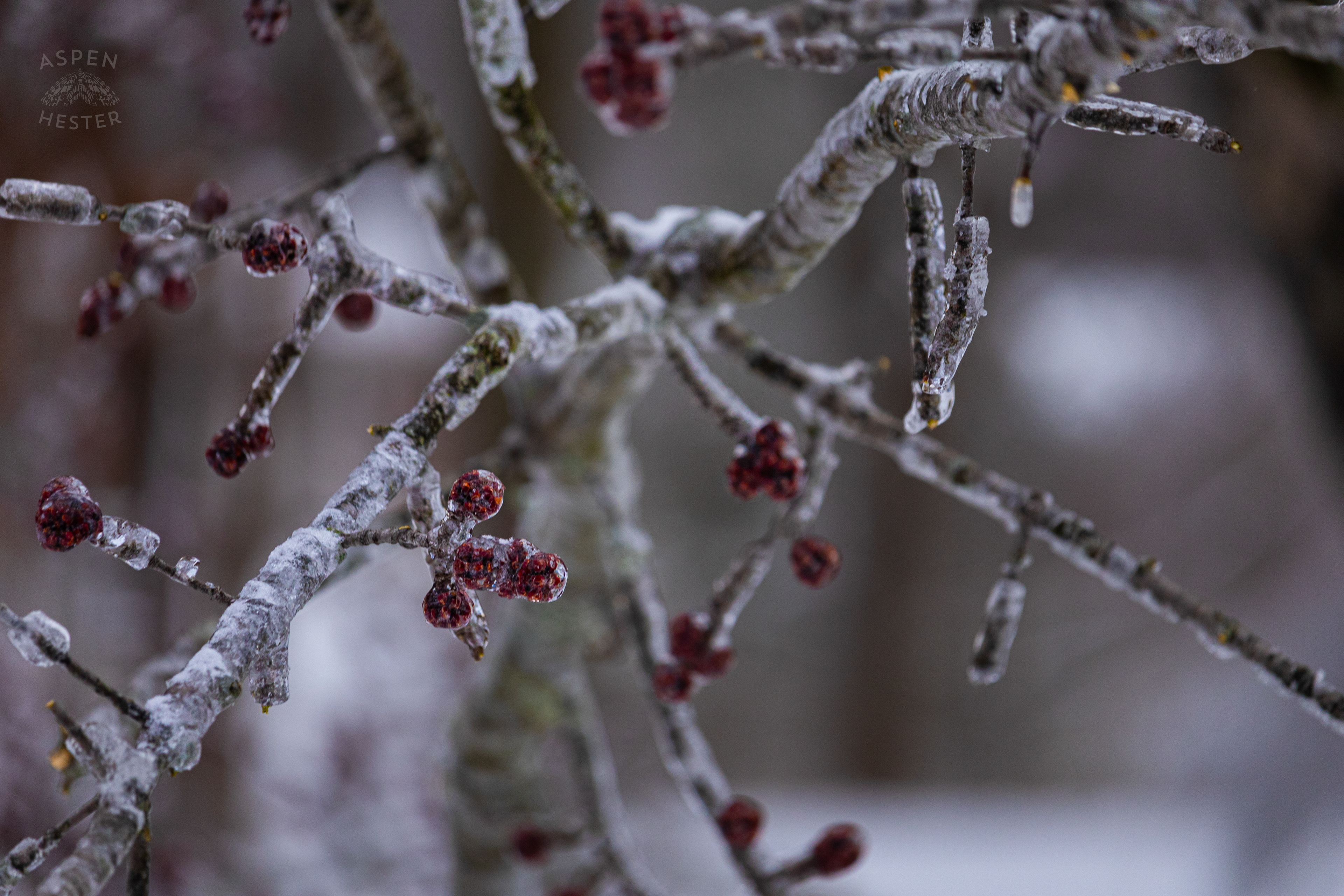 Large Branch of A Red Maple Tree Encased in the Ice That Caused it to Fall After Winter Storm Blair. January 6th, 2025/Aspen Hester