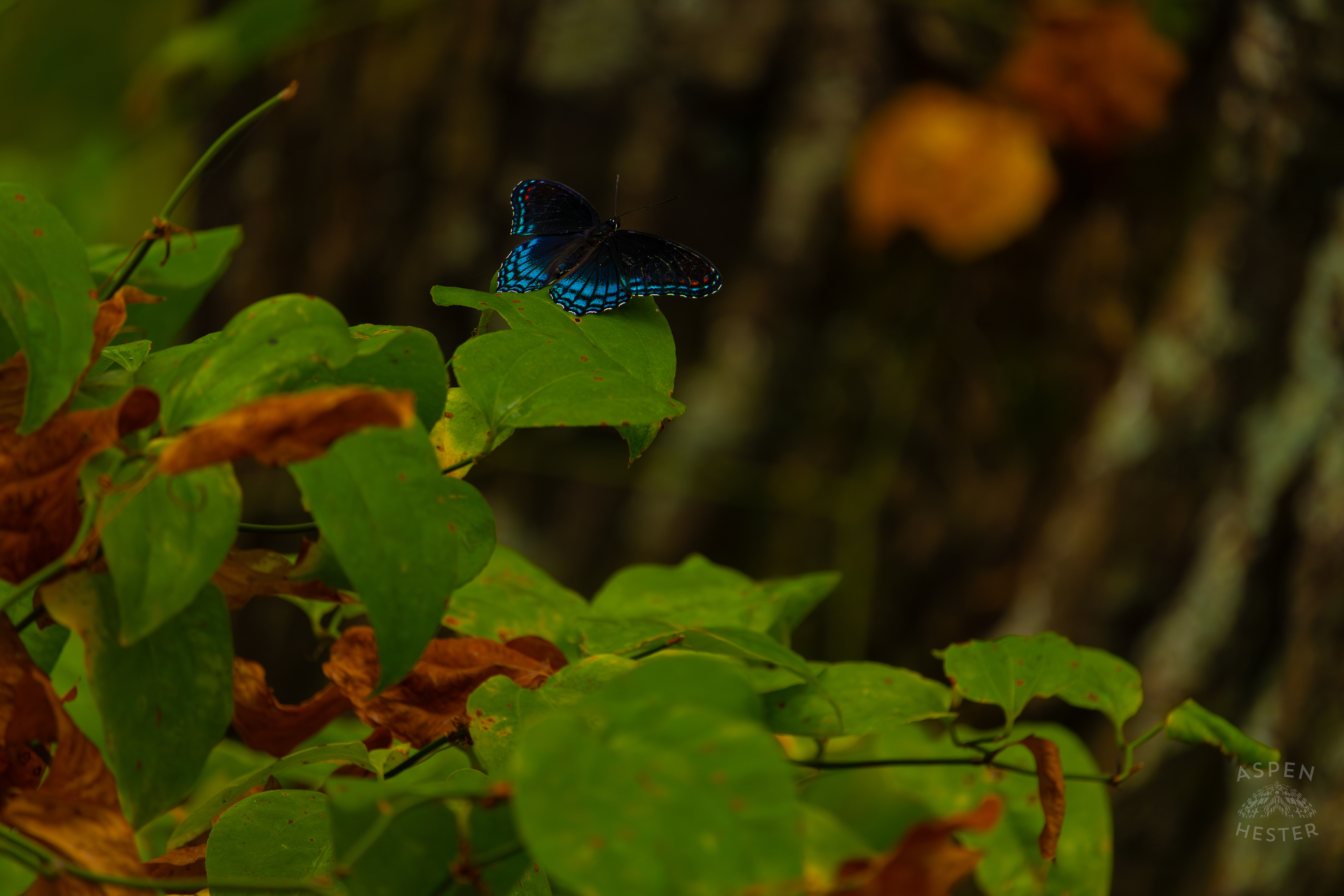 A Red-Spotted Admiral Butterfly Sits on A Bush Inside Jefferson Memorial Forest. September 3rd, 2024/Aspen Hester