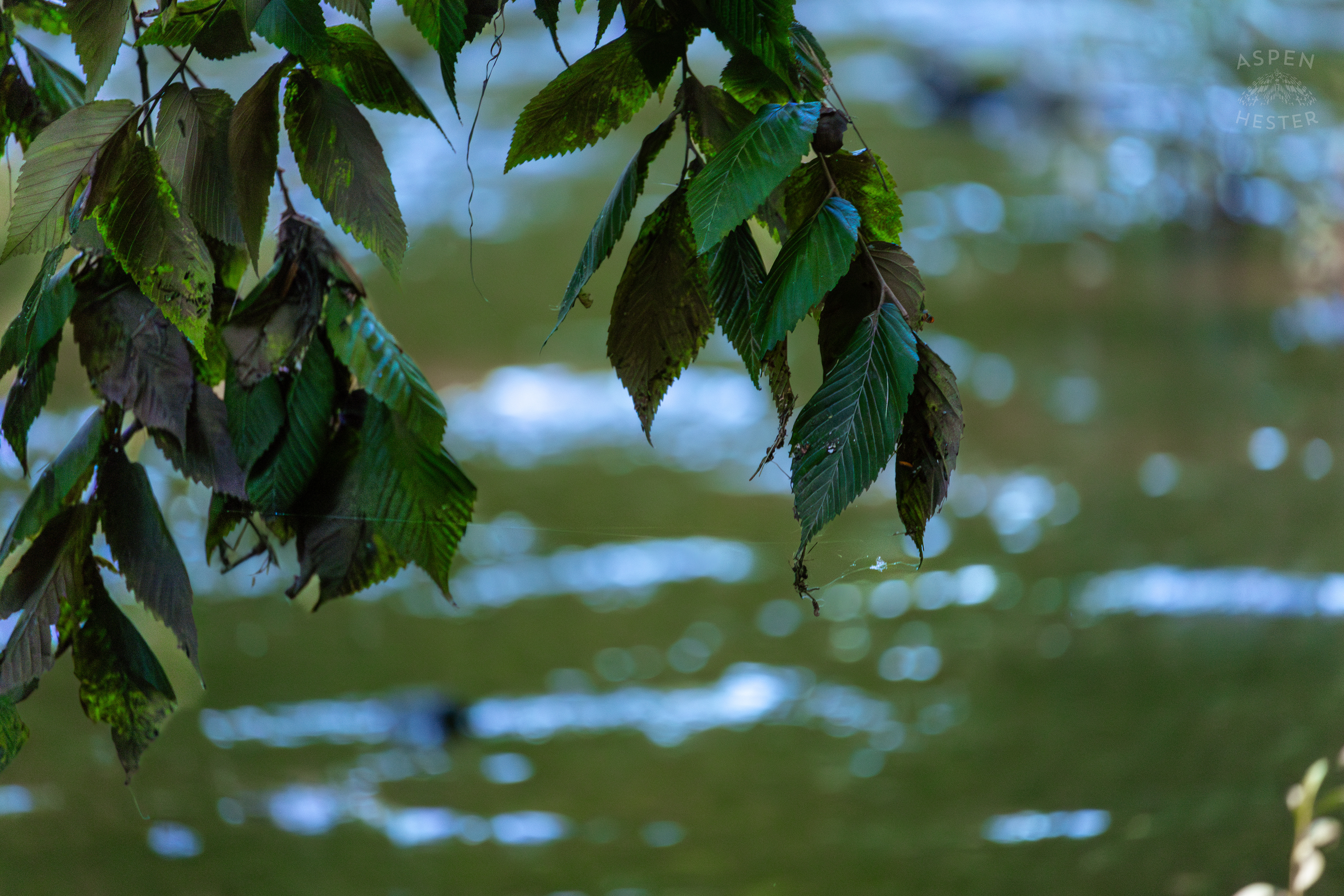 Leaves Dipping into Beargrass Creek in Cherokee Park. June 11th, 2024/Aspen Hester