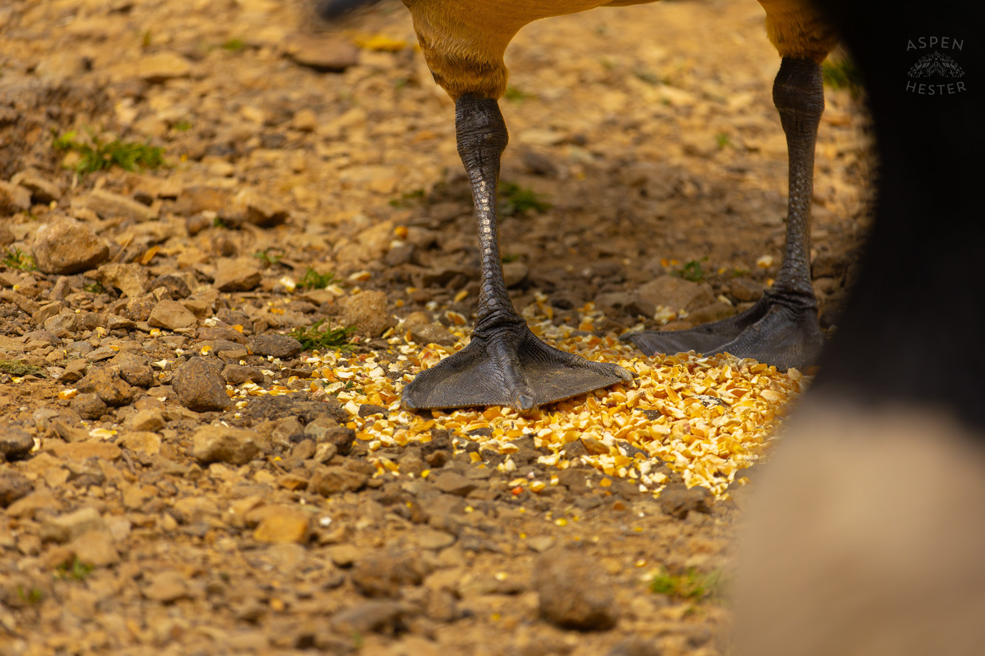 A Goose Stands on Bird Feed as It Eats in Brown Park. April 14th, 2025/Aspen Hester