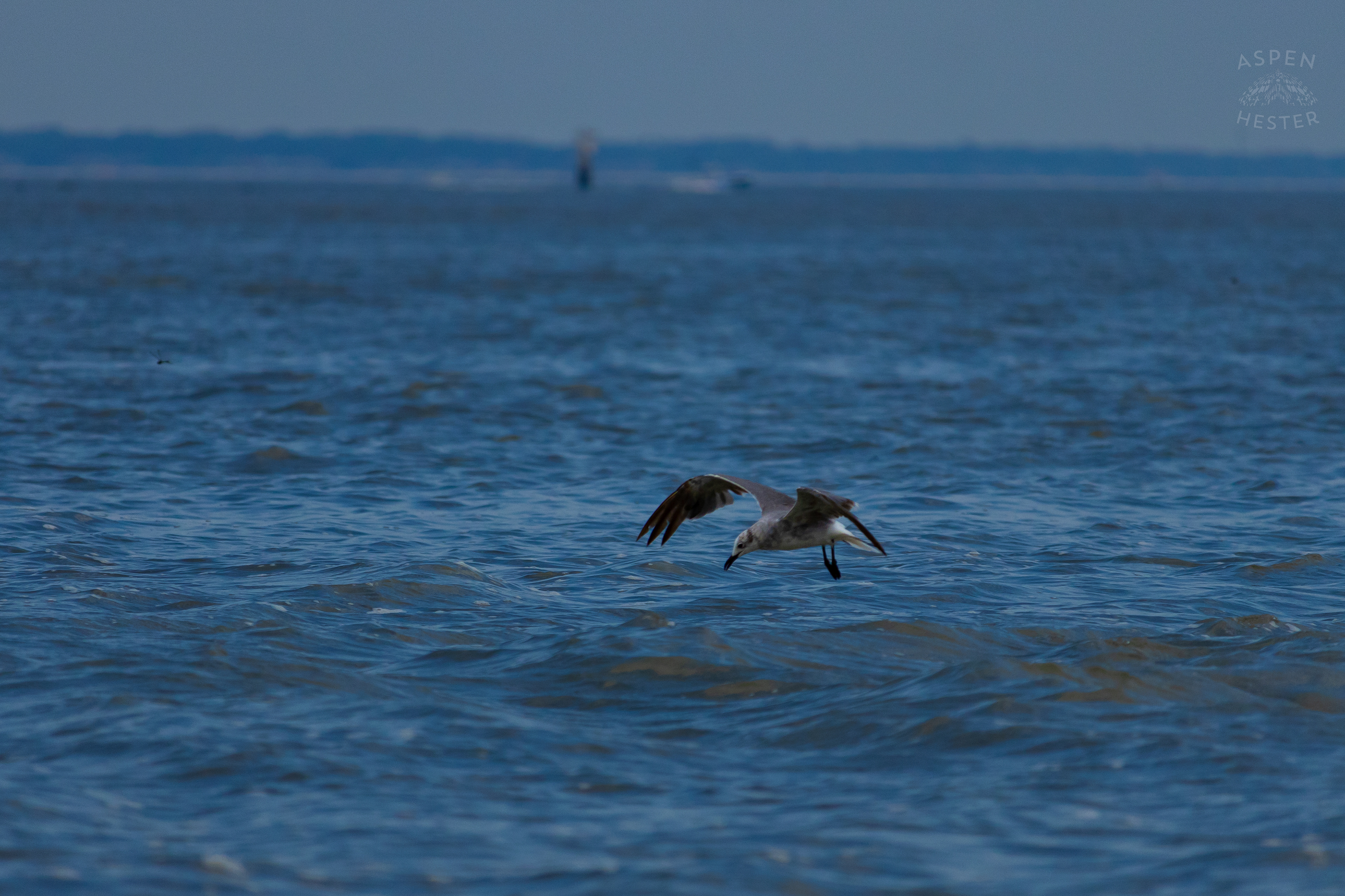 Seagull Flying On Tybee Island Georgia. June 24th, 2024/Aspen Hester