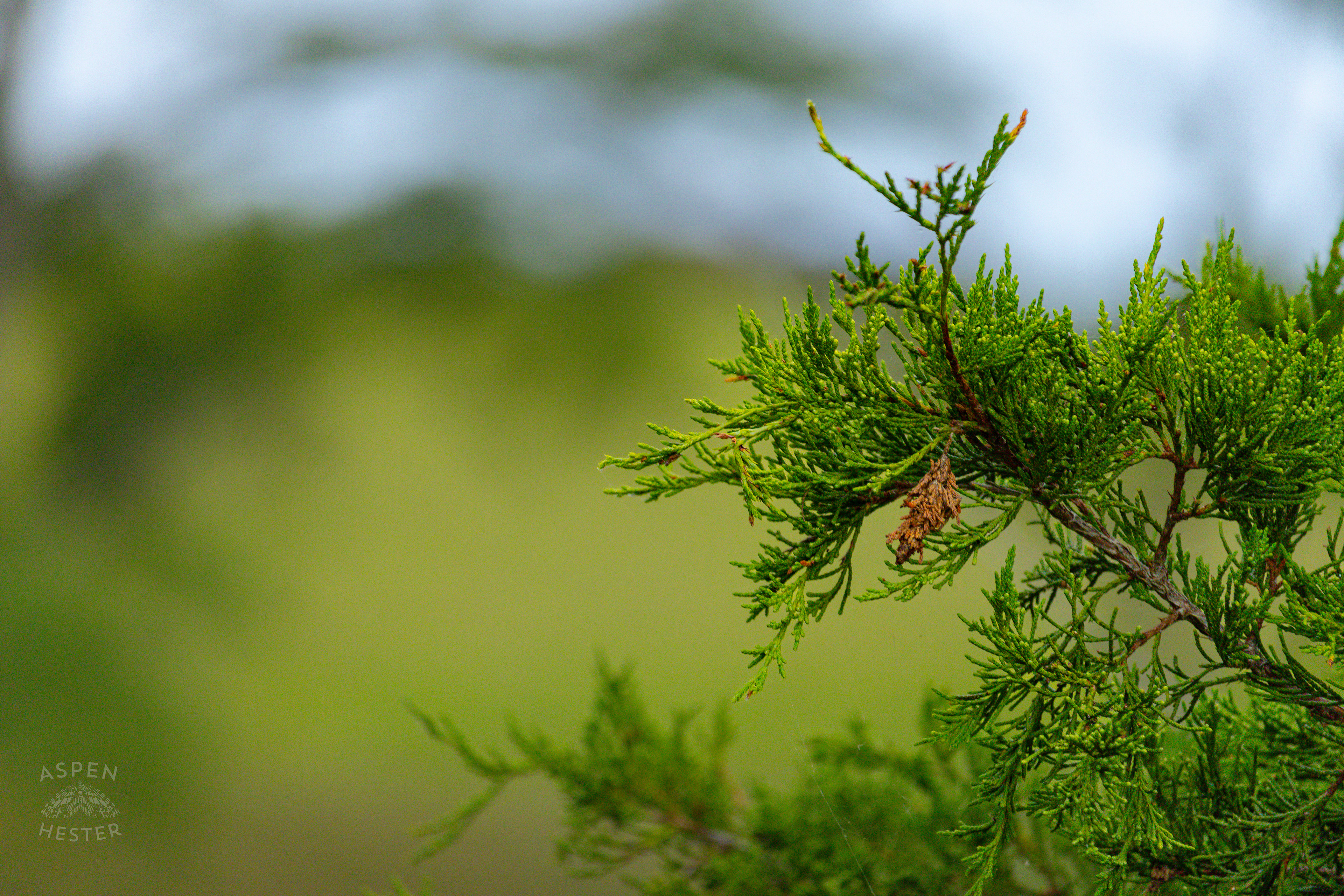 Arborvitae in Wendell Moore Park. August 12th, 2024/Aspen Hester