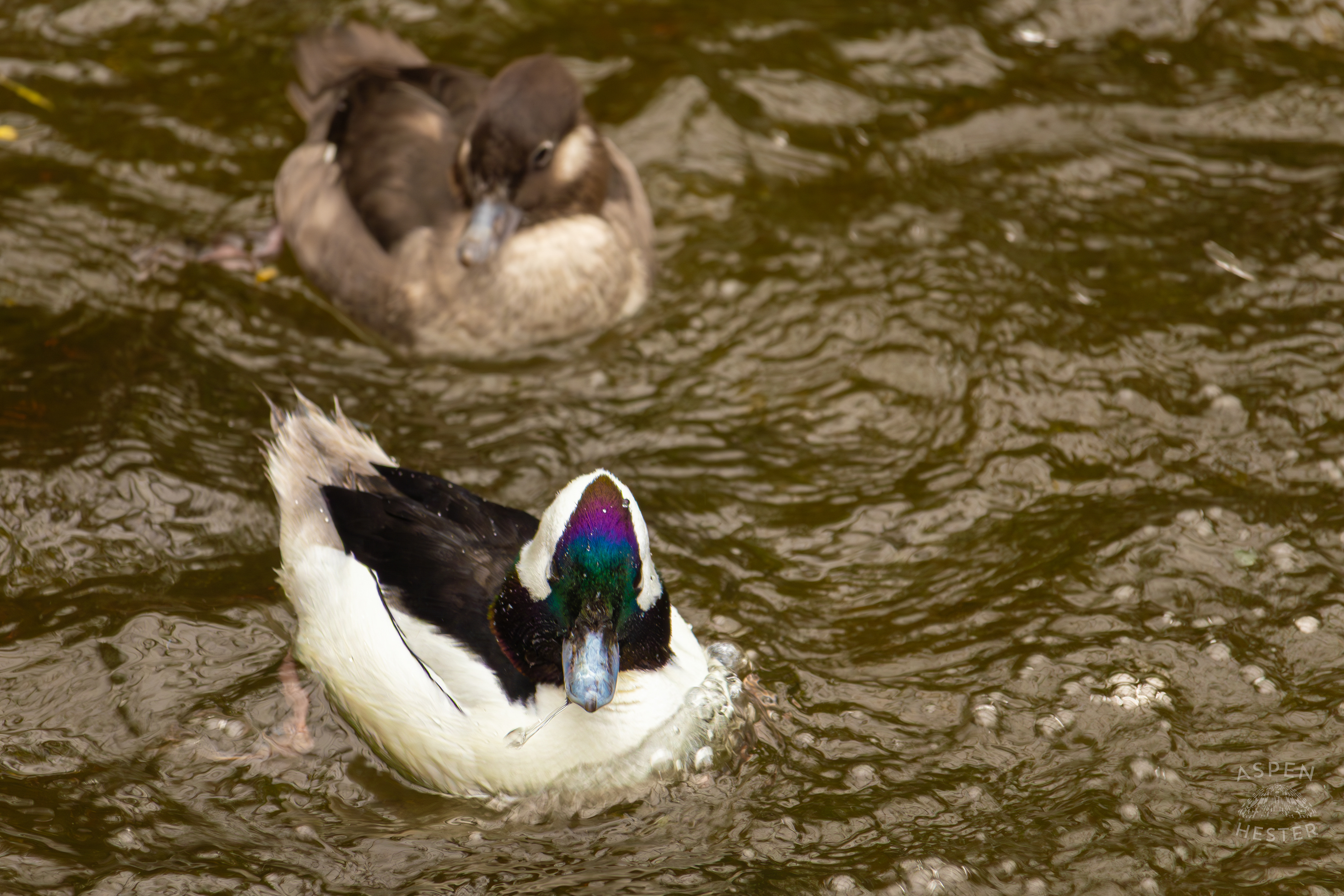 A Male Bufflehead Swims with A Female Mate Through The Water In The Wetlands Inside The National Aviary in Pittsburgh Pennsylvania. February 26th, 2025/Aspen Hester