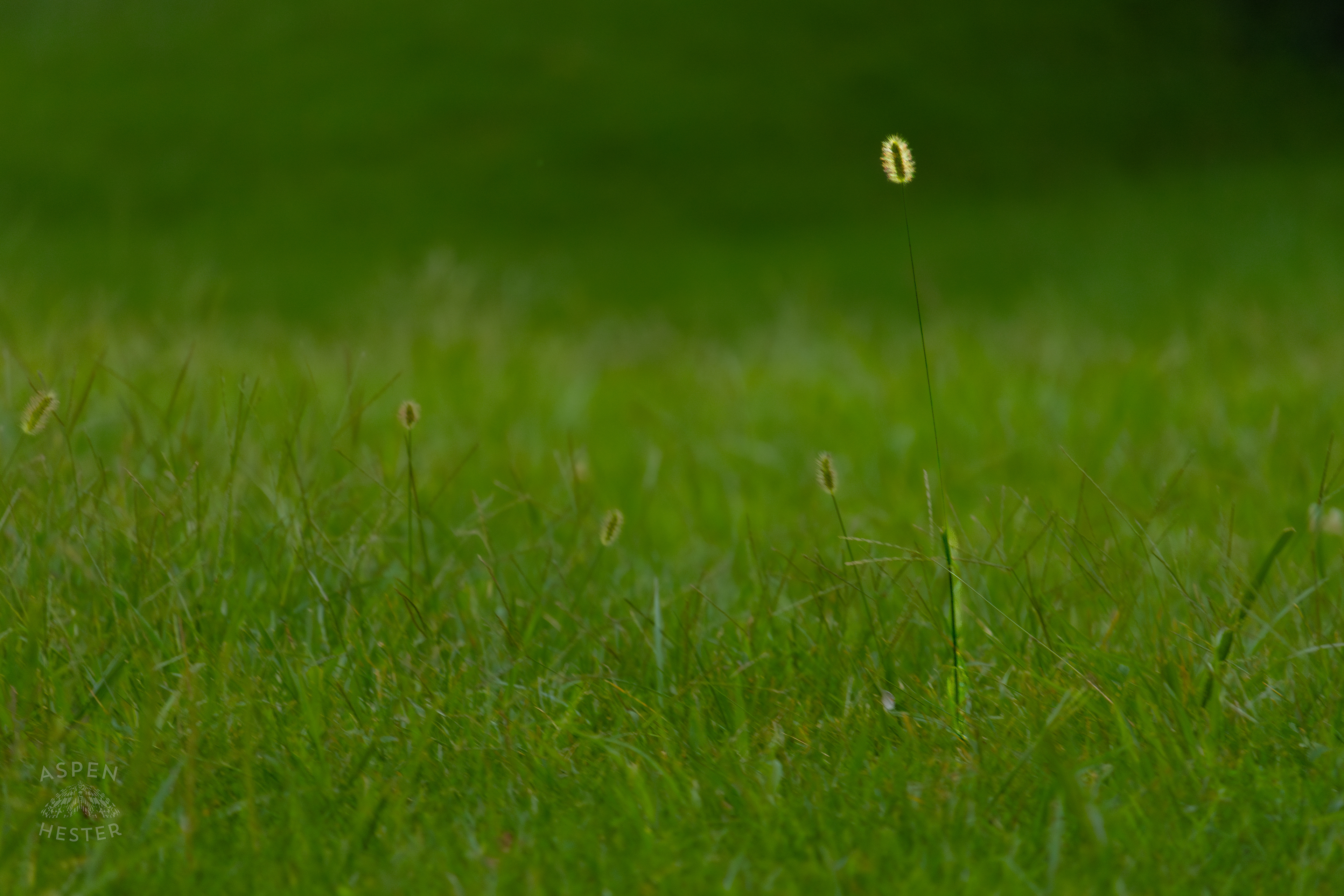 Wild Grass in Wendell Moore Park. August 12th, 2024/Aspen Hester