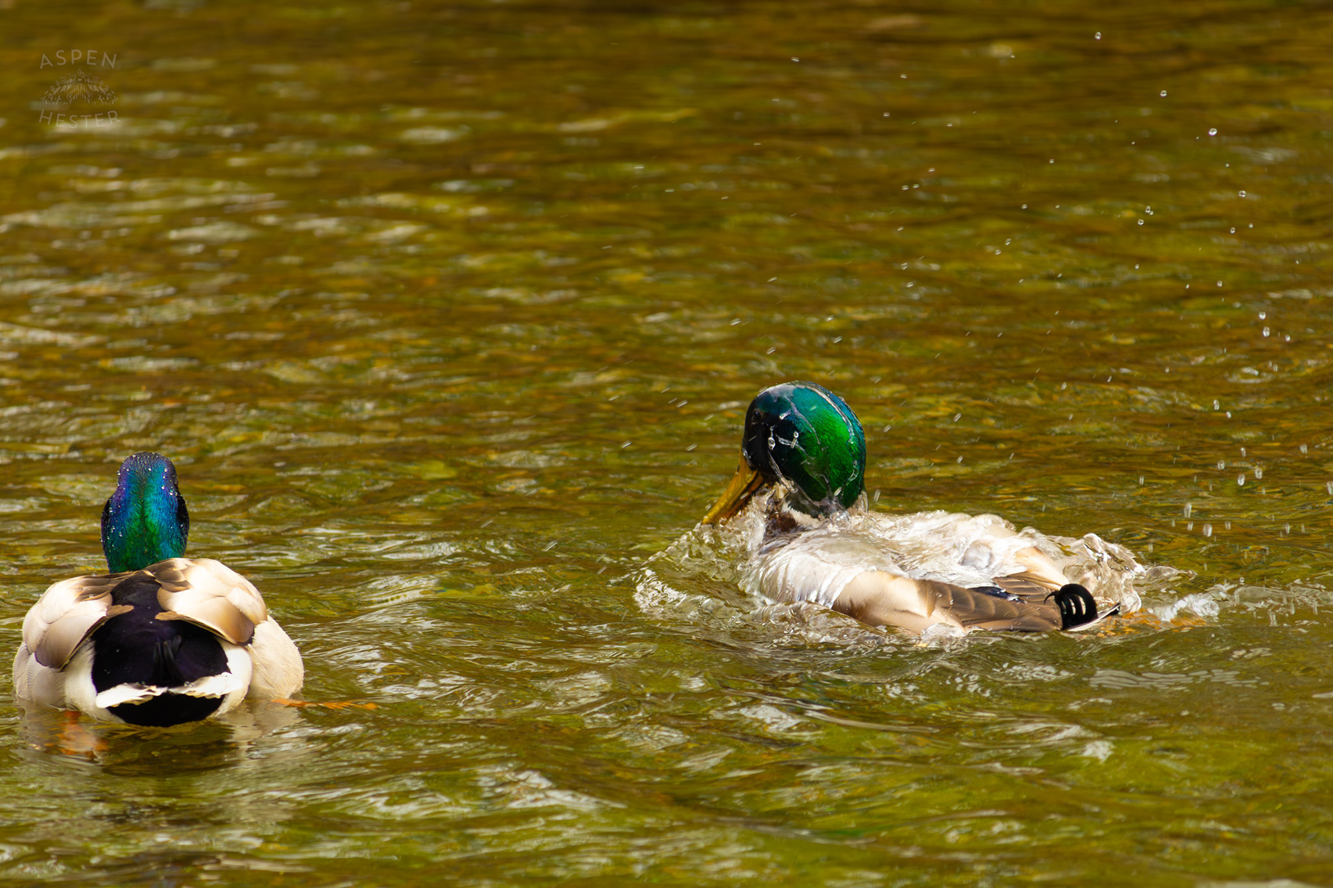 A Male Mallard Washes Himself in Middle Fork Beargrass Creek Where It Runs Through Brown Park. April 14th, 2025/Aspen Hester