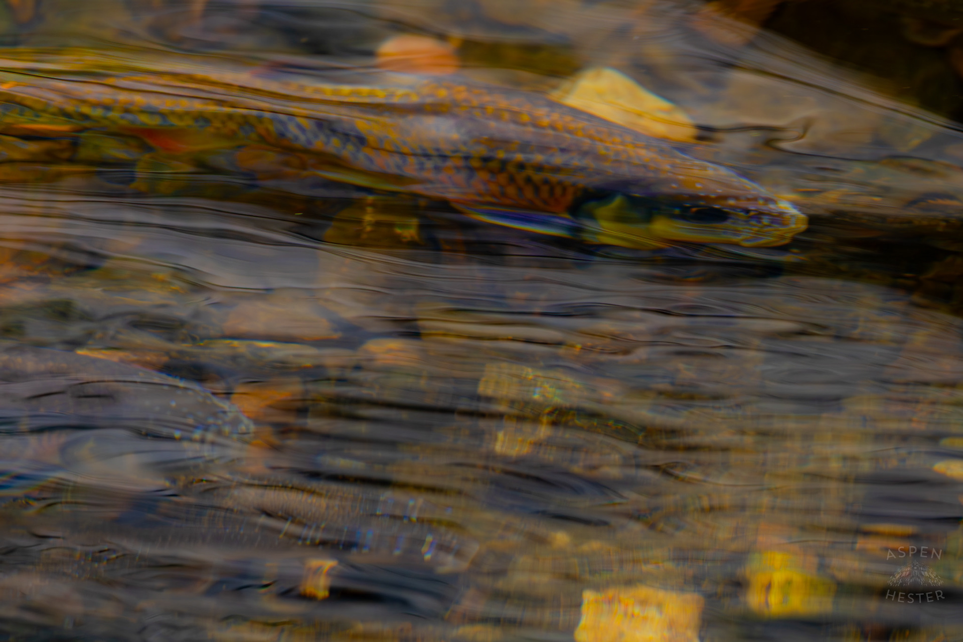 Brook and Rainbow Trout Swim in Middle Fork Beargrass Creek Where It Runs Through Brown Park. April 14th, 2025/Aspen Hester