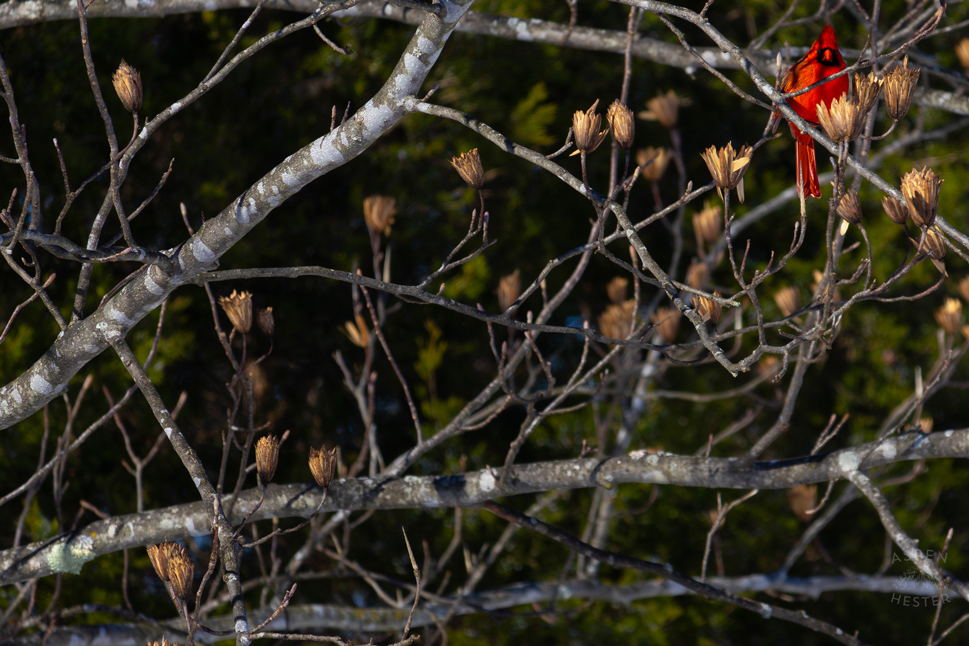 A Male Cardinal Sits in A Tulip Tree in my Backyard. January 13th, 2025/Aspen Hester