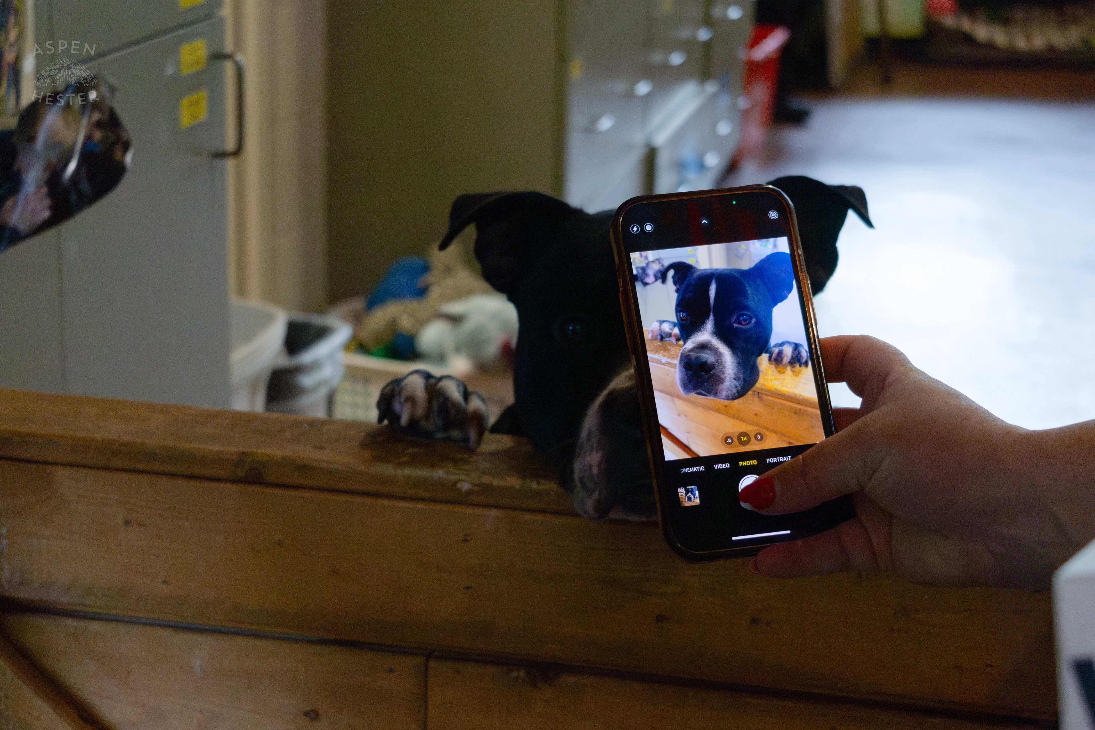 WHAS-11's Shay McAlister Taking a Picture of an Adorable Dog Peaking Over the Gate During A Telethon that Raised $8000+ for Louisville Metro Animal Services. August 28th, 2024/Aspen Hester
