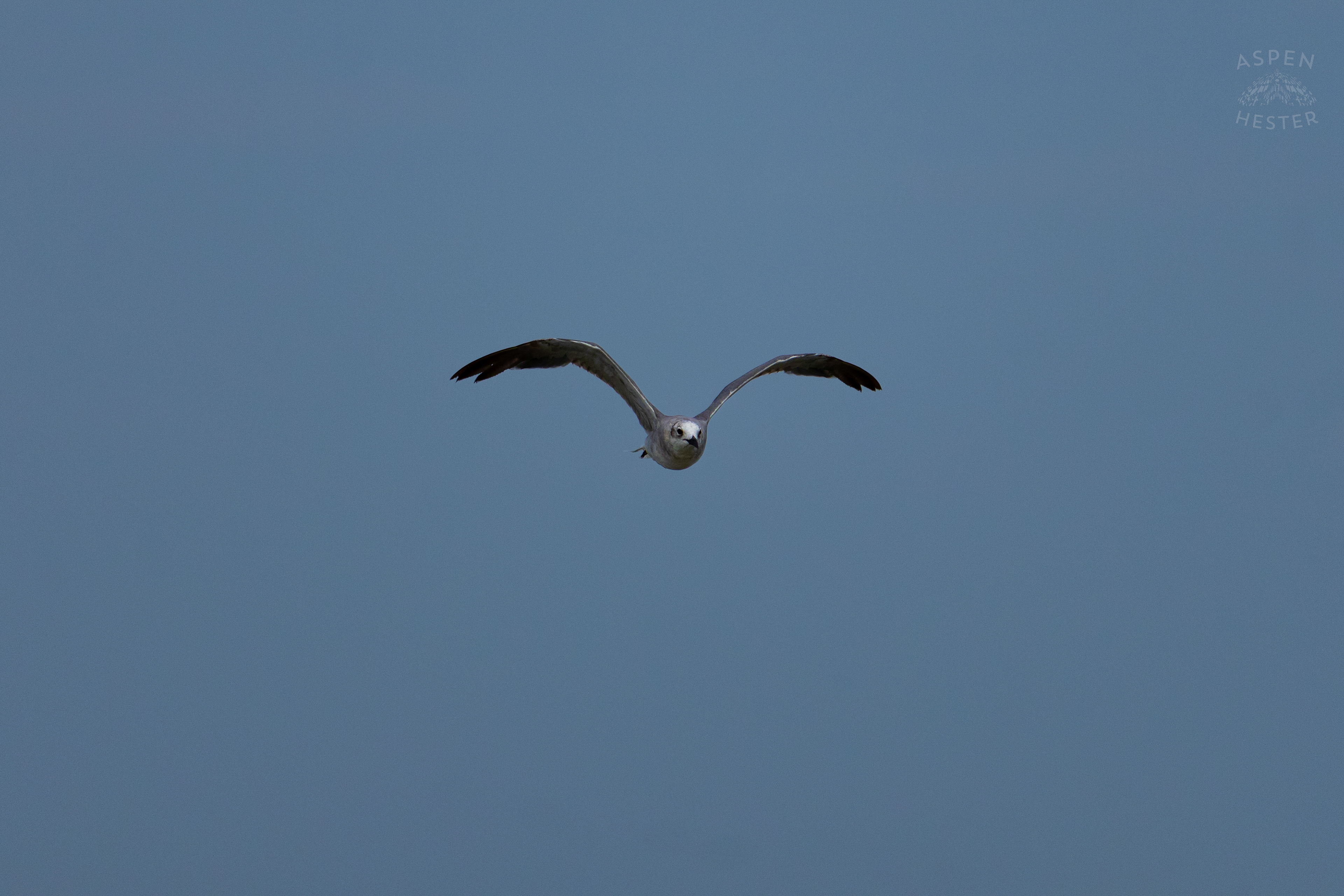 Seagull Flying On Tybee Island Georgia. June 24th, 2024/Aspen Hester