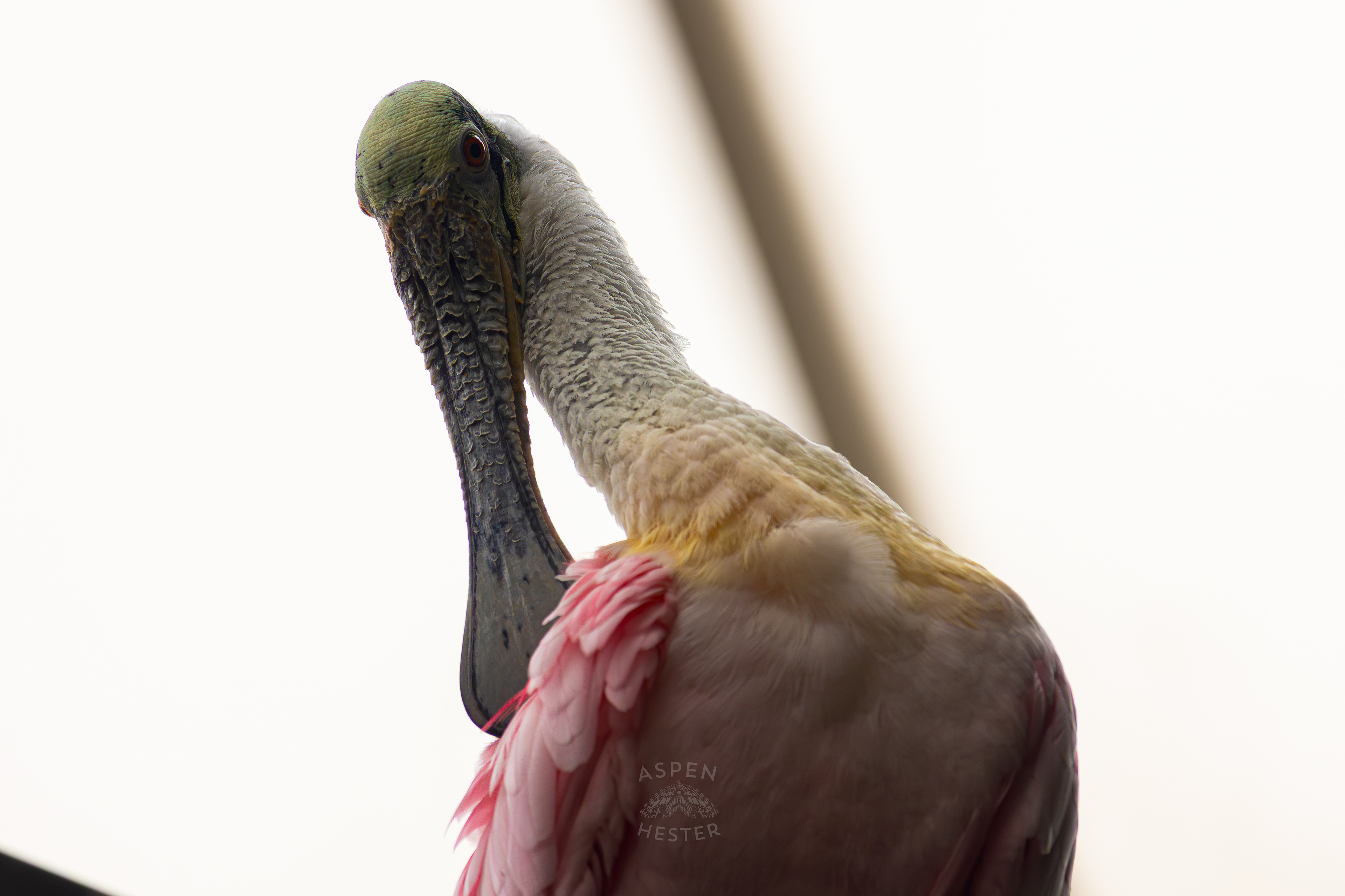 A Roseate Spoonbill Perches High Up in The Wetlands Inside The National Aviary in Pittsburgh Pennsylvania. February 26th, 2025/Aspen Hester