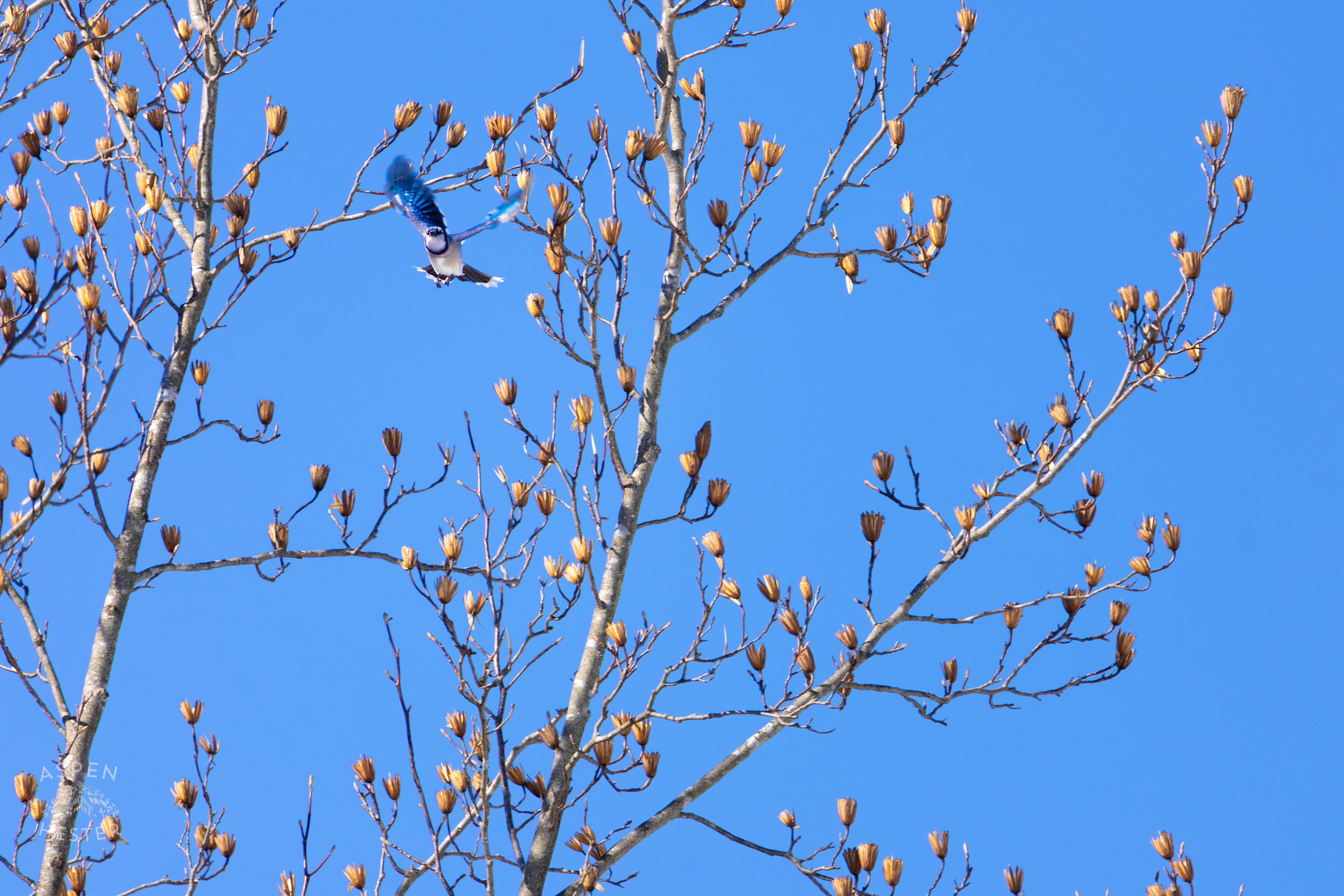 A Blue Jay Flies Away From A Tulip Tree in my Backyard. January 13th, 2025/Aspen Hester