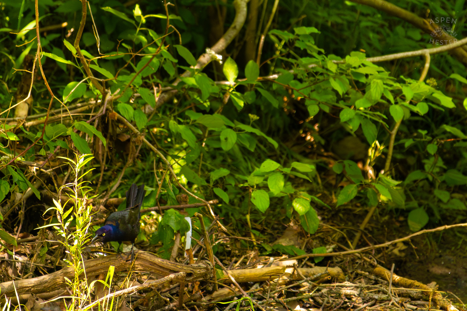 Crow Scavenging Along Middle Fork Beargrass Creek in Cherokee Park. May 28th, 2024/Aspen Hester