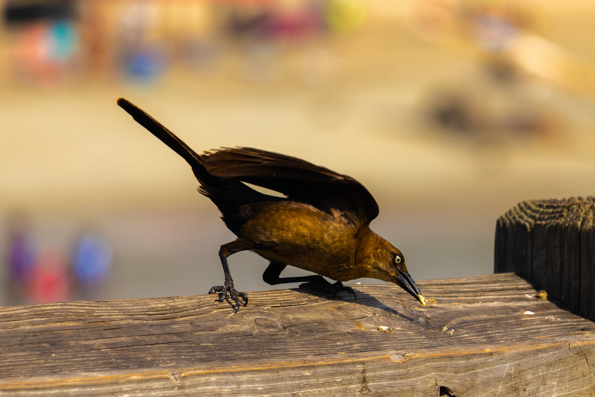 Grackle Grabs A Snack From The Tybee Island Pier and Pavilion on Tybee Island Georgia. June 27th, 2024/Aspen Hester 