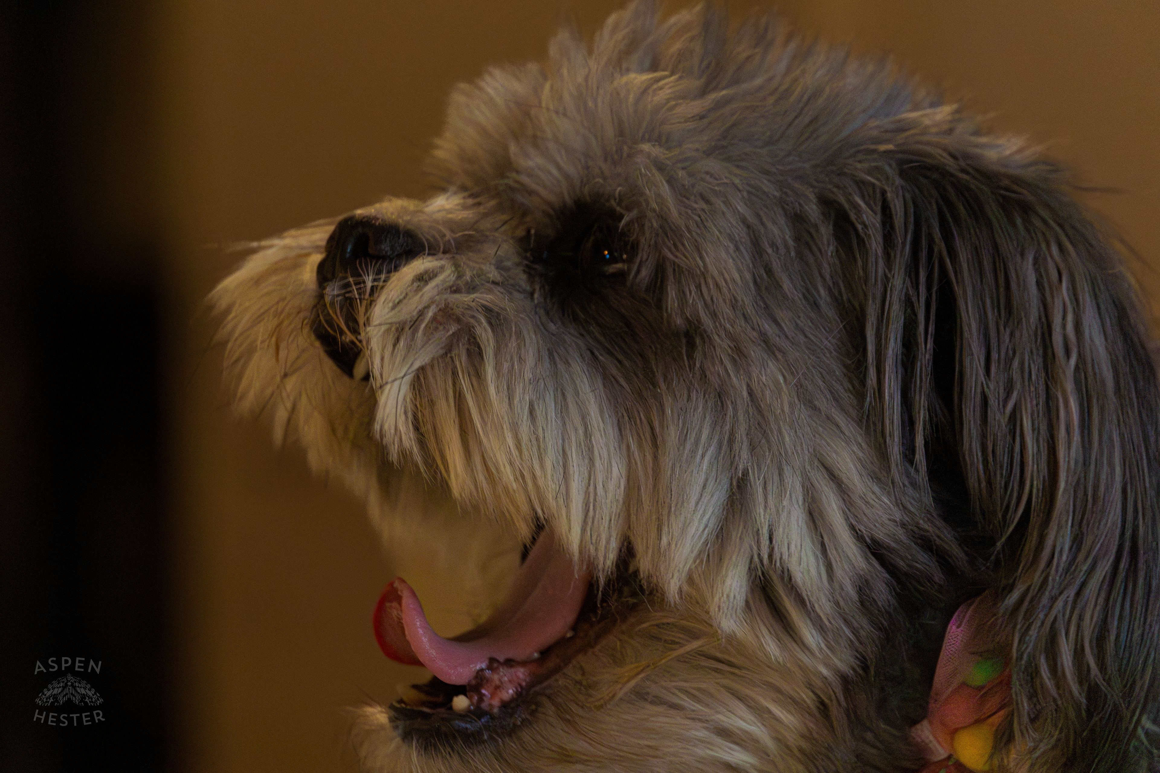 My Girl Mabel Yawning. November 11th, 2024/Aspen Hester