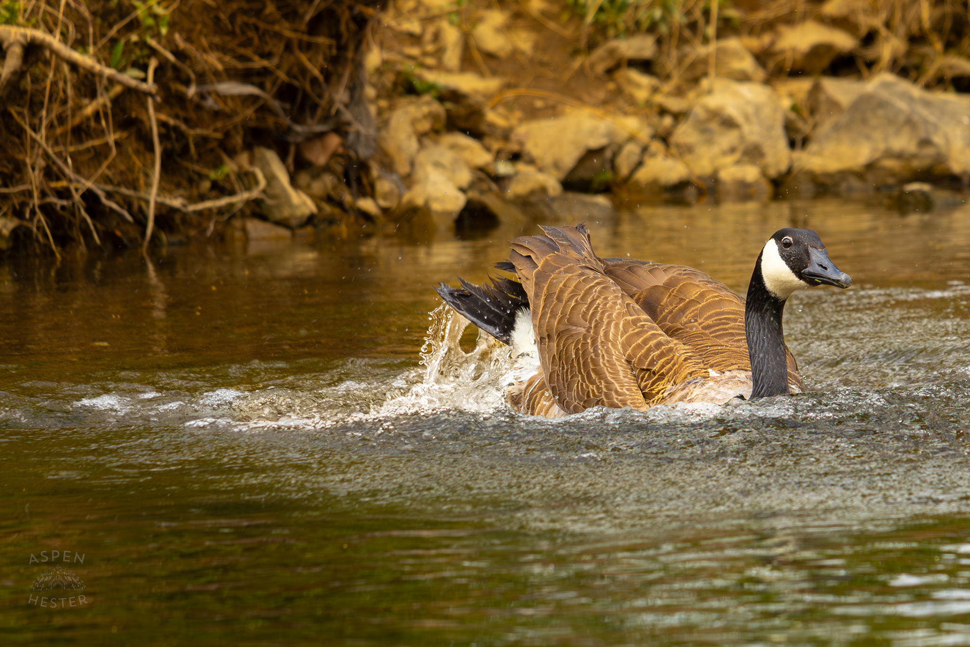 A Goose Flies into Middle Fork Beargrass Creek Where It Runs Through Brown Park. April 14th, 2025/Aspen Hester