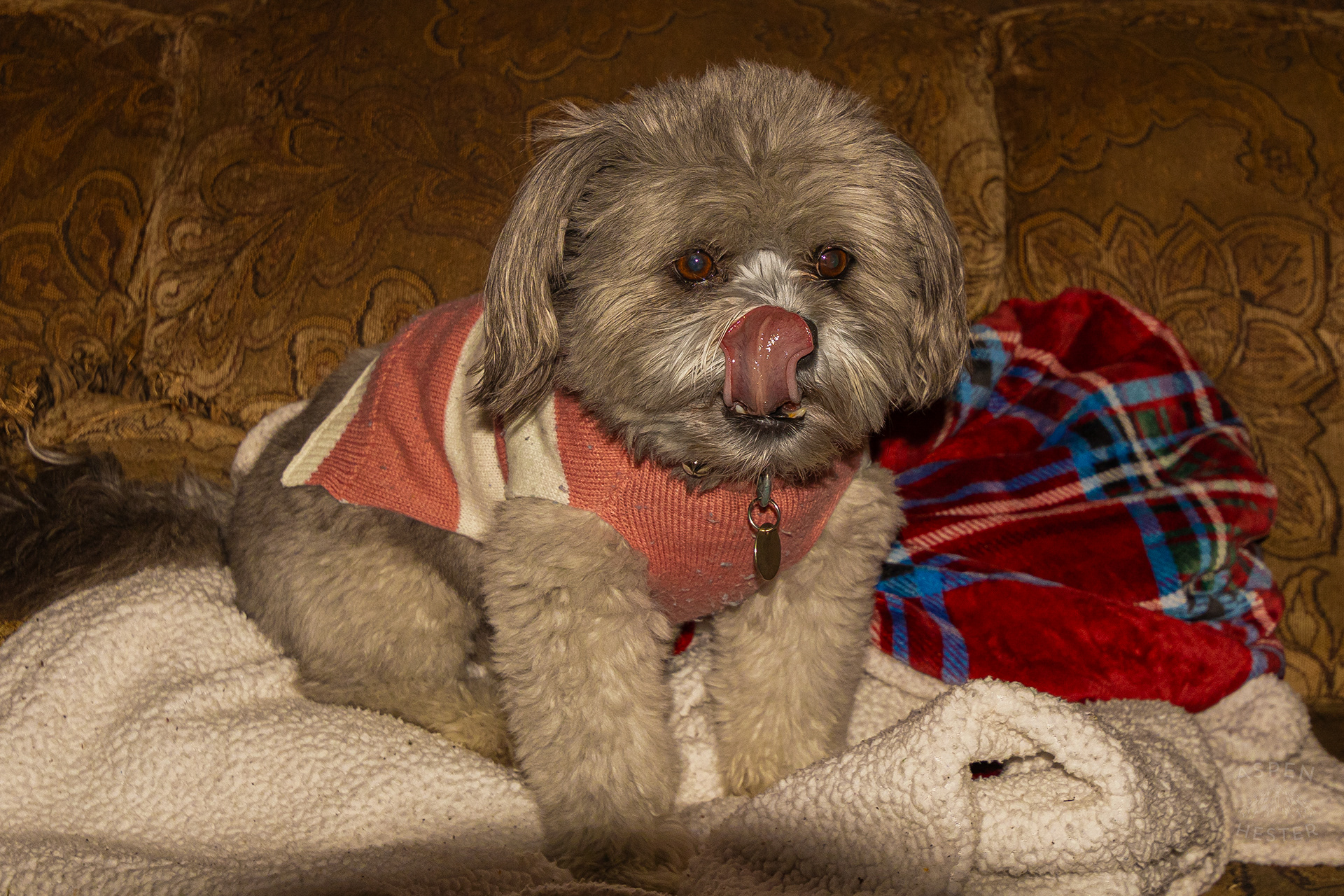 My Girl Mabel Licking Her Nose. November 11th, 2024/Aspen Hester