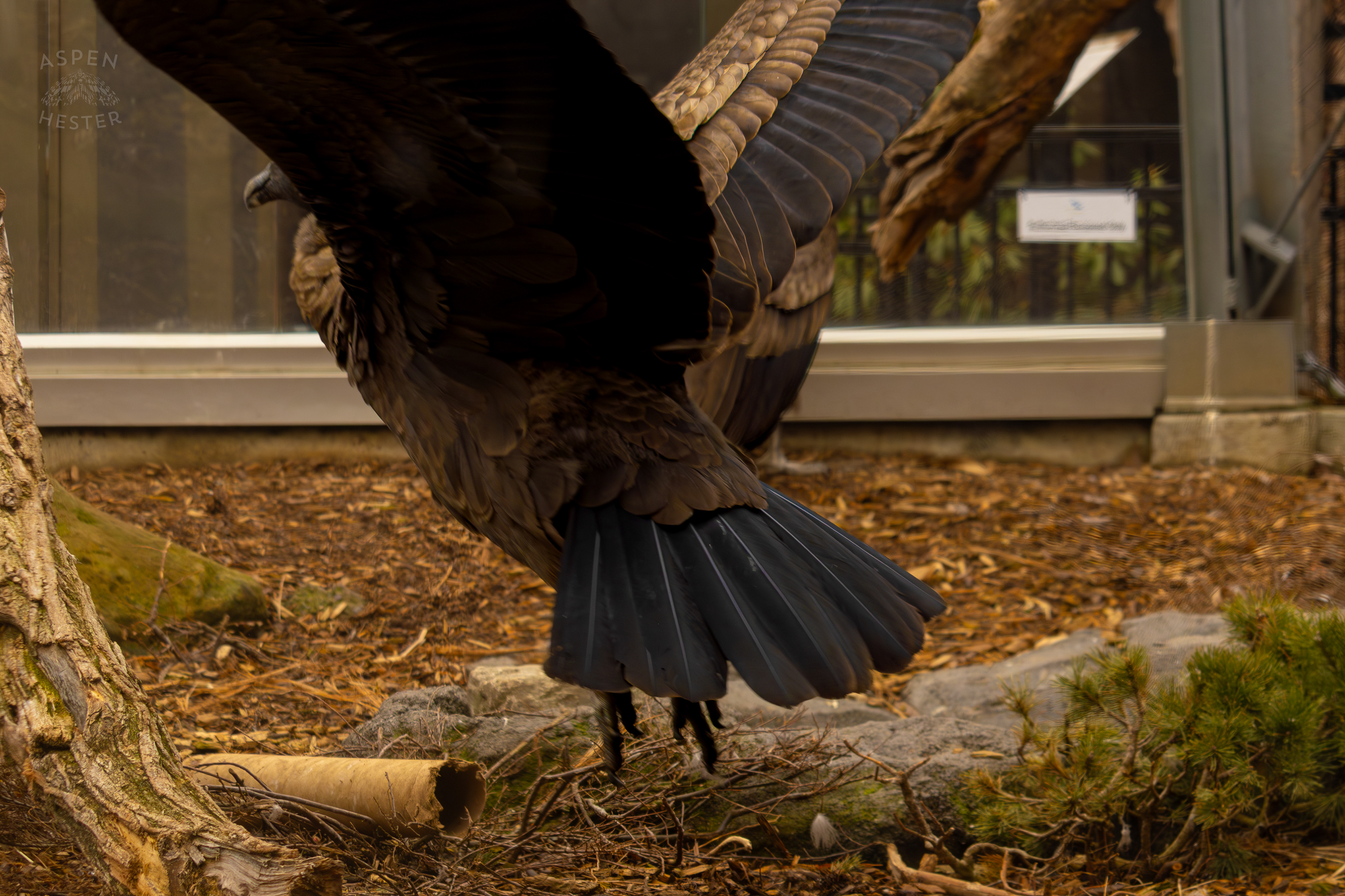 An Andean Condor Shows Off Its Wingspan in Condor Court Inside The National Aviary in Pittsburgh Pennsylvania. February 26th, 2025/Aspen Hester