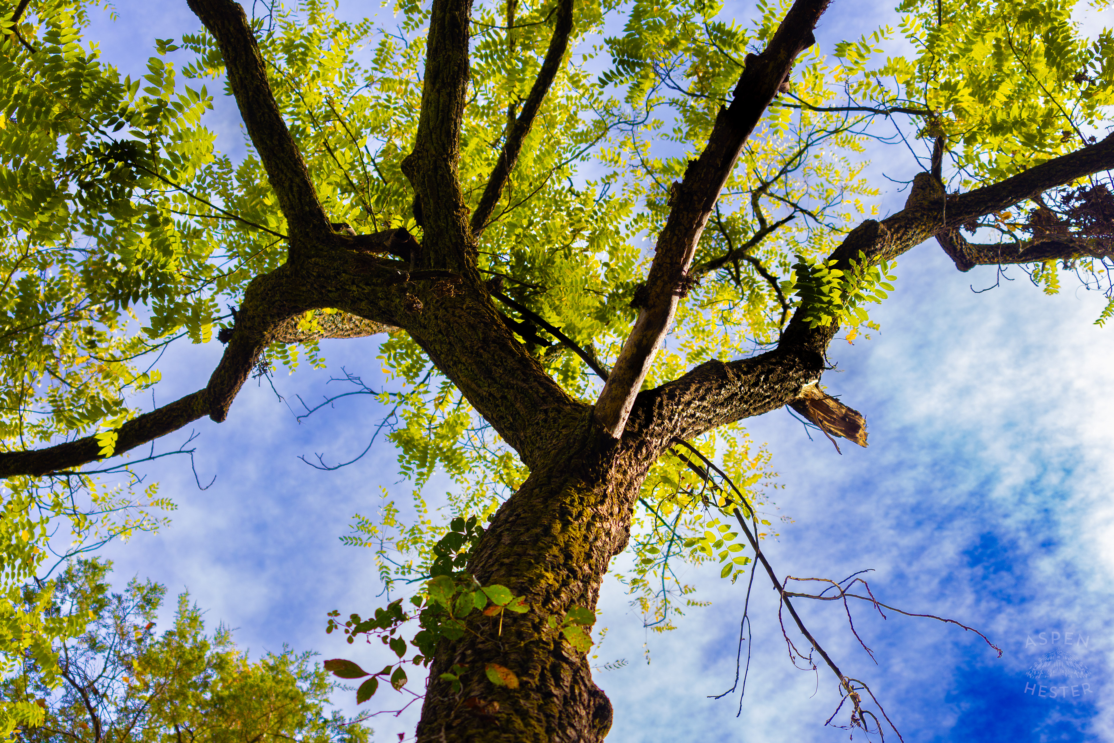 Foliage and Blue Skies Inside Jefferson Memorial Forest. September 3rd, 2024/Aspen Hester