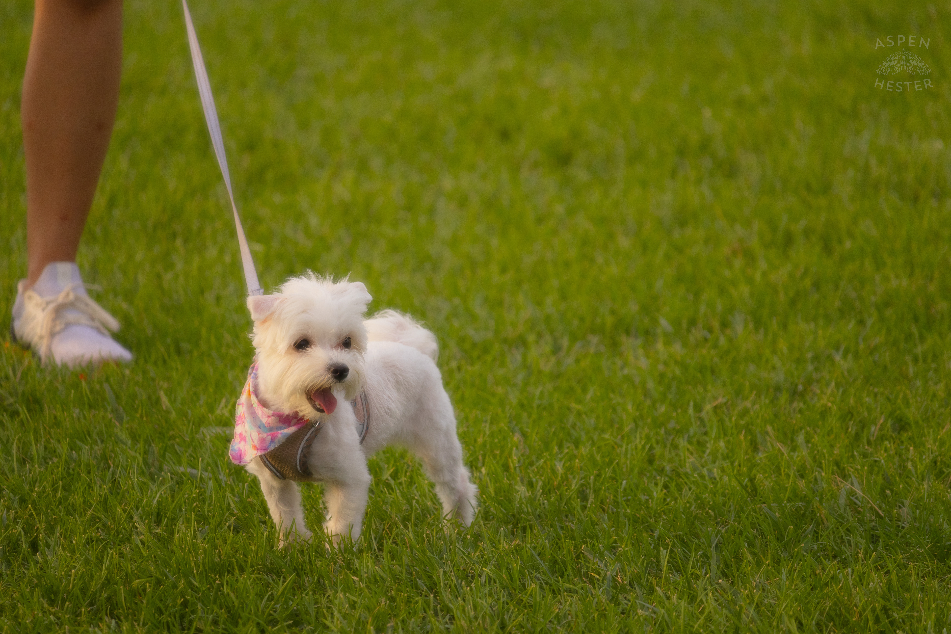 Everyone is Allowed to Enjoy the Fun at Waterfront Park 4th of July. July 4th, 2024/Aspen Hester