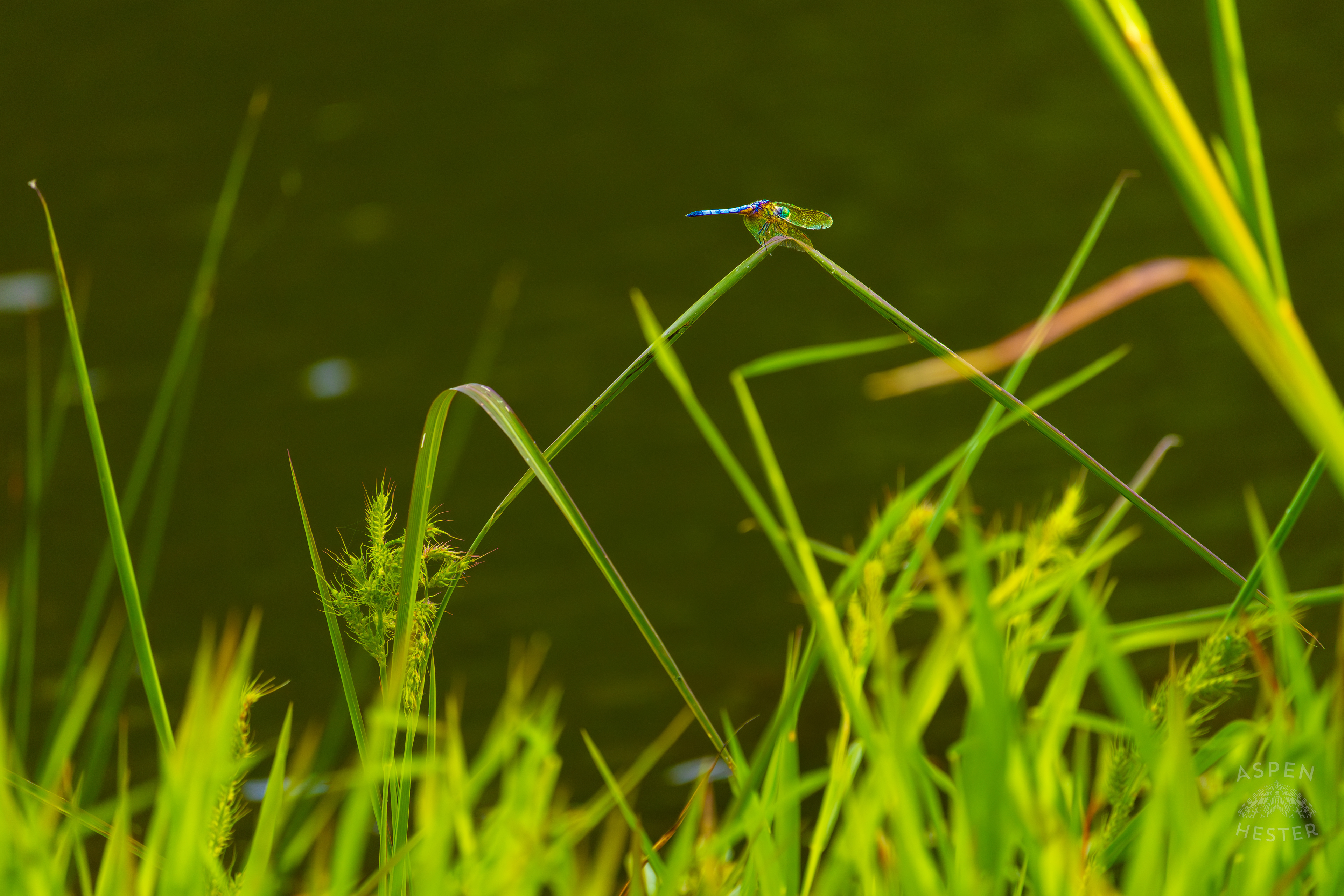 Emperor Dragonfly Sits on A Blade of Grass Bordering Tom Wallace Lake Inside Jefferson Memorial Forest. September 3rd, 2024/Aspen Hester