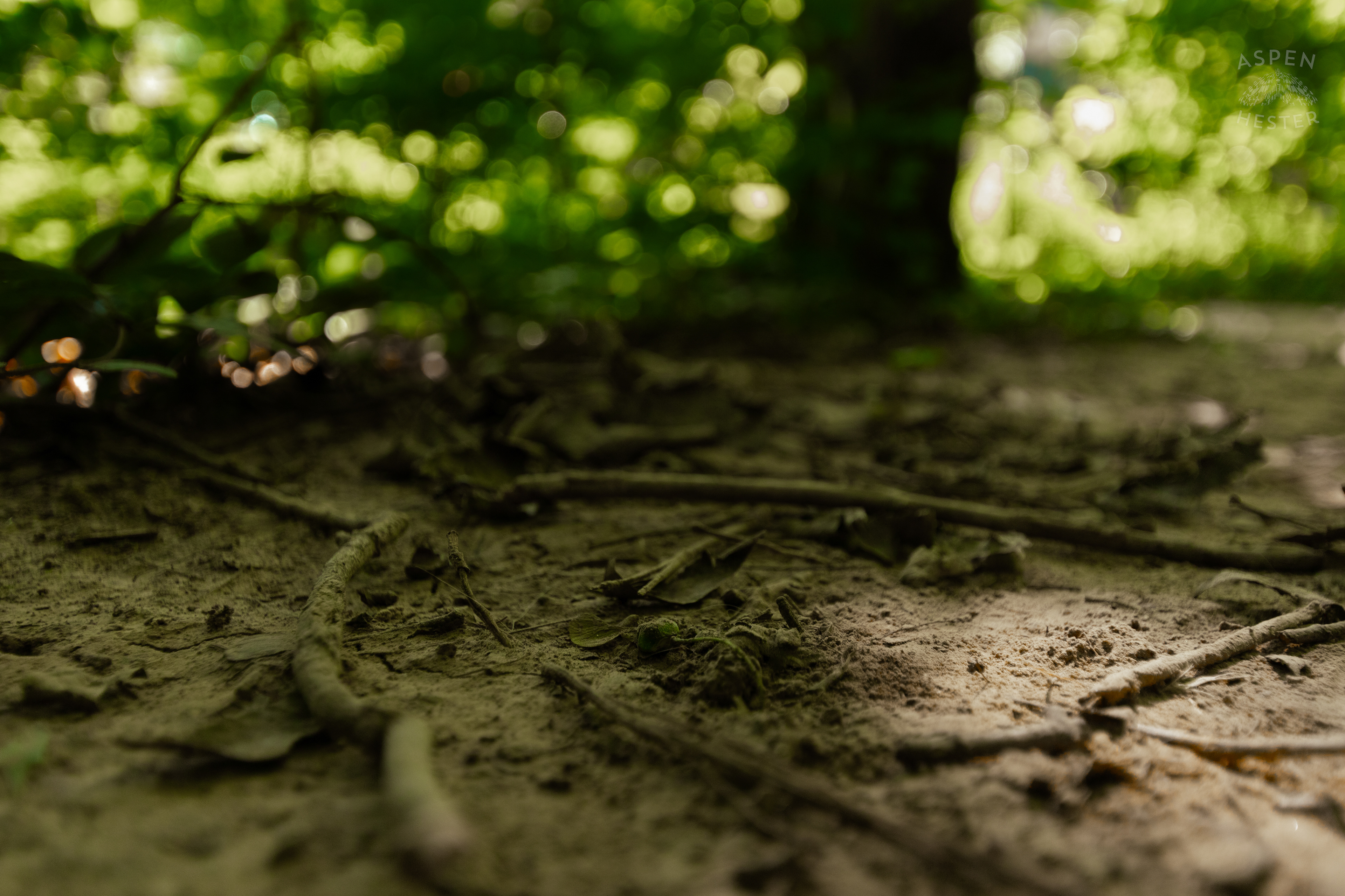Trails Through Cherokee Park. June 11th, 2024/Aspen Hester