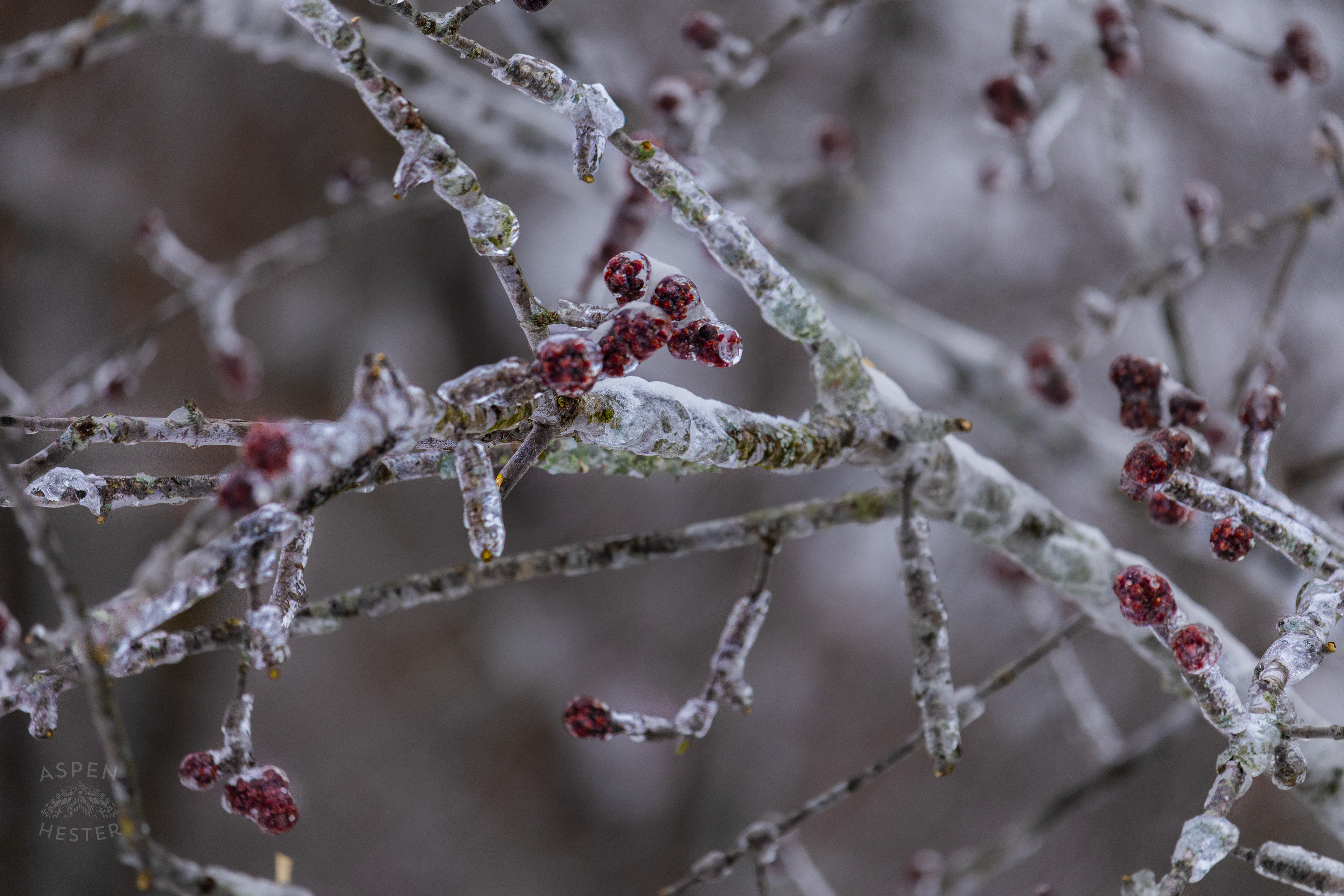 Large Branch of A Red Maple Tree Encased in the Ice That Caused it to Fall After Winter Storm Blair. January 6th, 2025/Aspen Hester