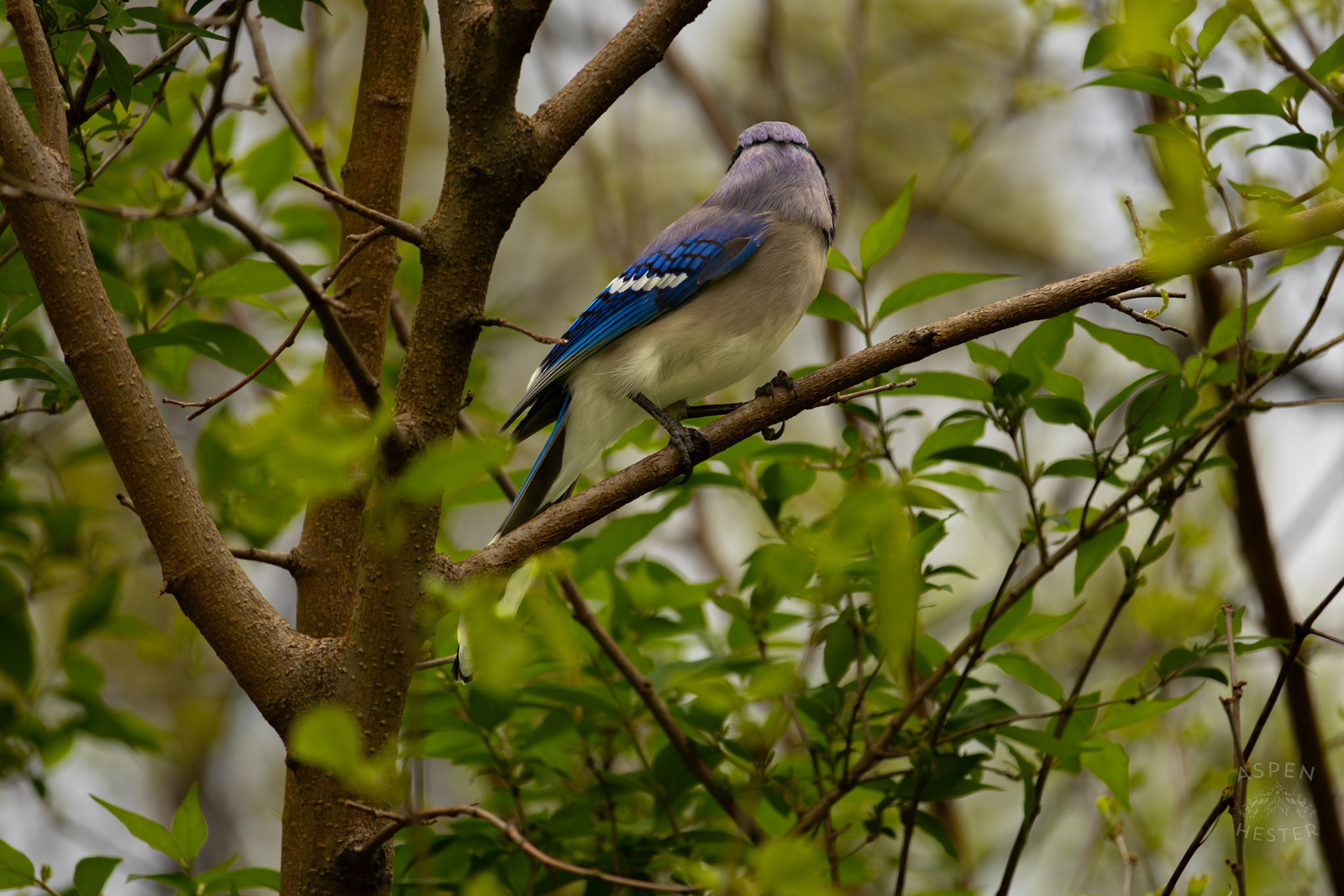 A Blue Jay Watches Its Surroundings in The Trees of Brown Park. April 14th, 2025/Aspen Hester 