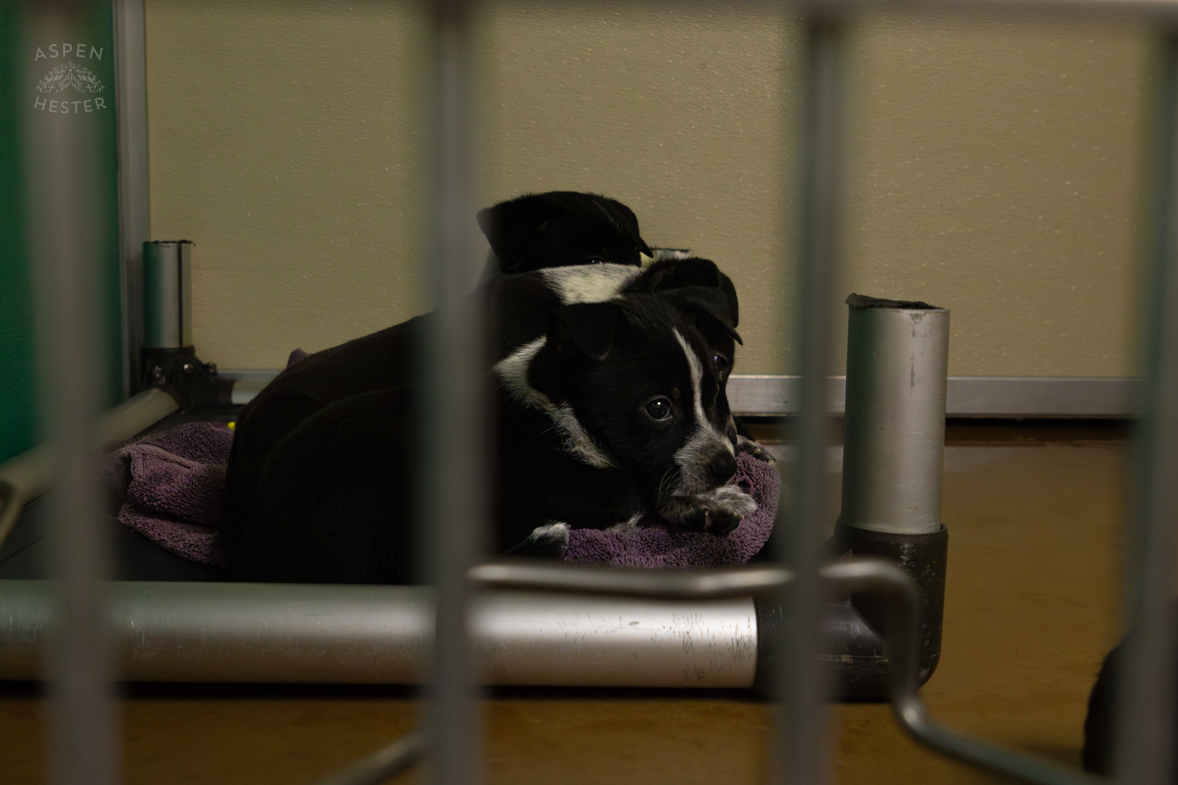 A Few of The Five Puppies Abandoned On The Road Outside of Louisville Metro Animal Services. September 4th, 2024/Aspen Hester