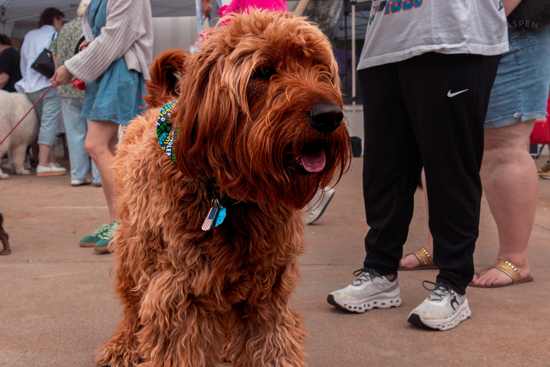 A Large Fluffy Dog Enjoys The Day at Westport Village’s 5th Annual Puppy Palooza. April 19th, 2025/Aspen Hester