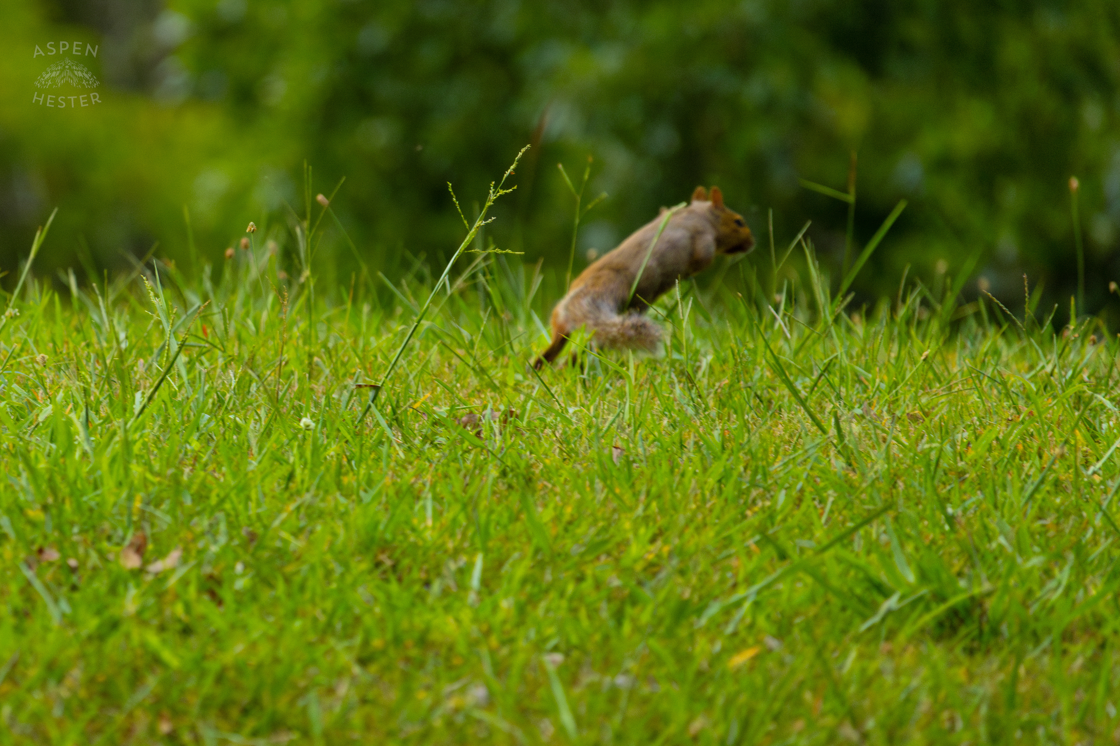 A Squirrel Runs Through Wendell Moore Park. August 12th, 2024/Aspen Hester