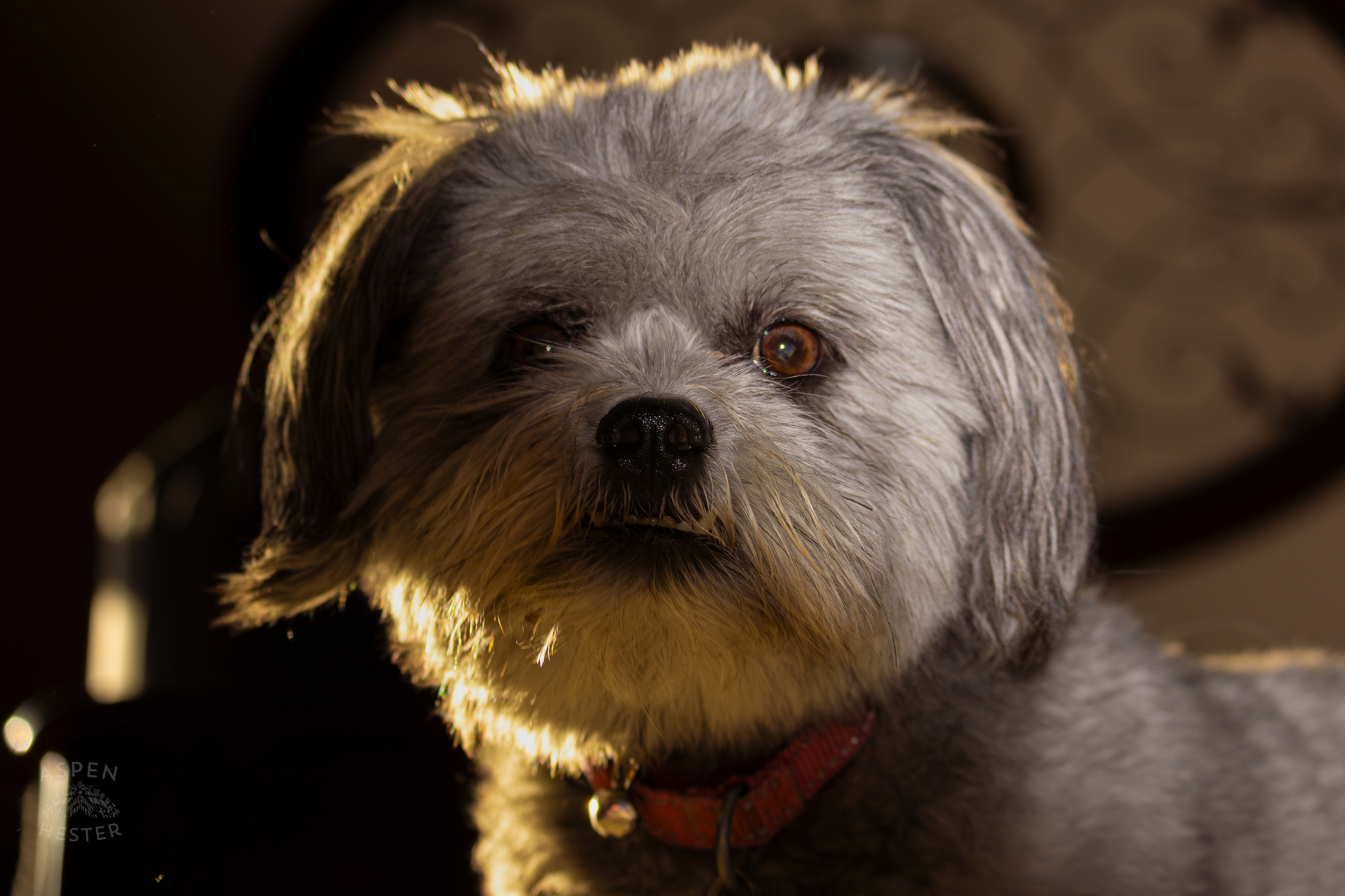 My Girl Mabel In The Sun. November 11th, 2024/Aspen Hester