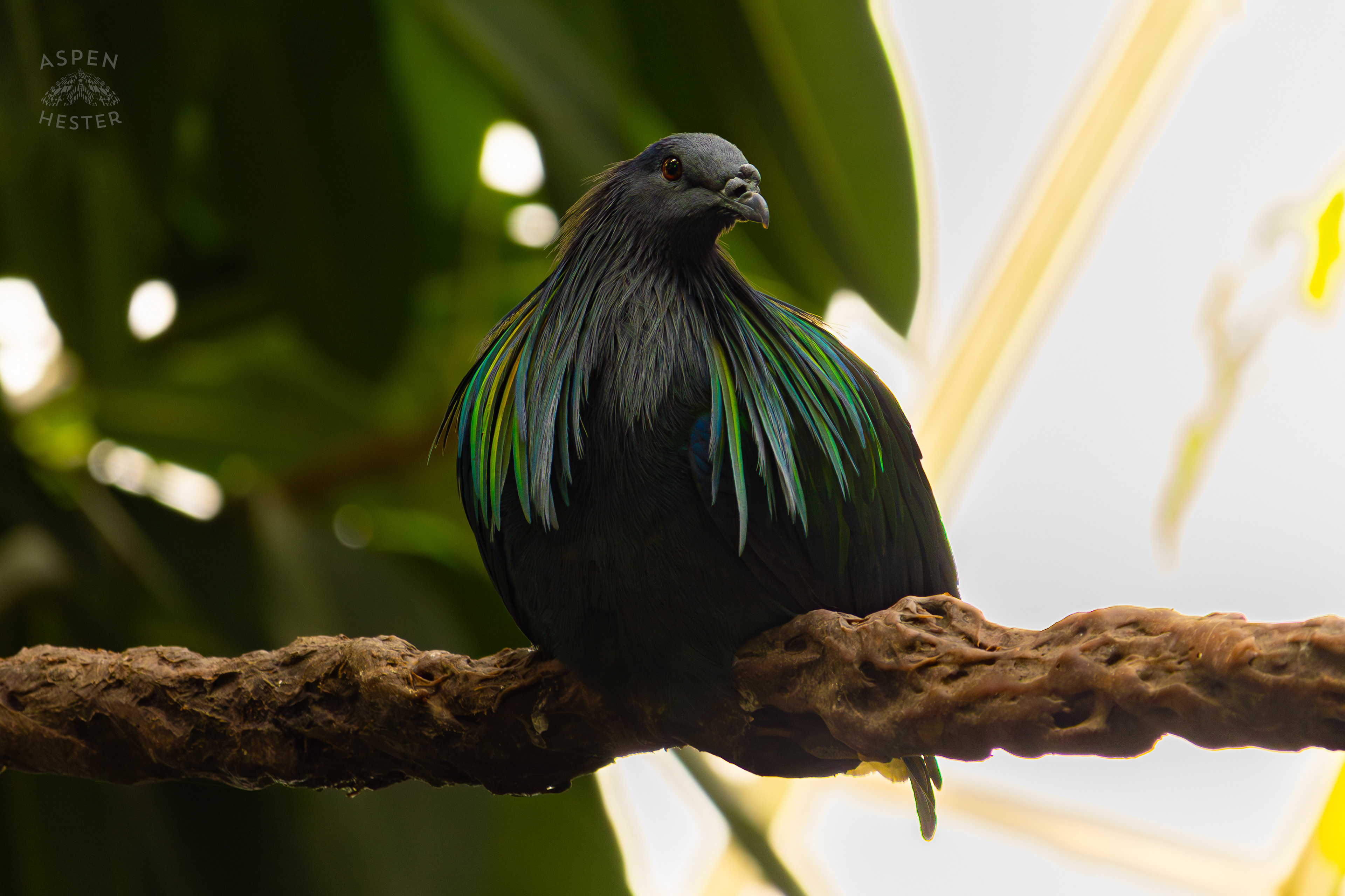 A Nicobar Pigeon Perches in The Rainforest Inside The National Aviary in Pittsburgh Pennsylvania. February 26th, 2025/Aspen Hester