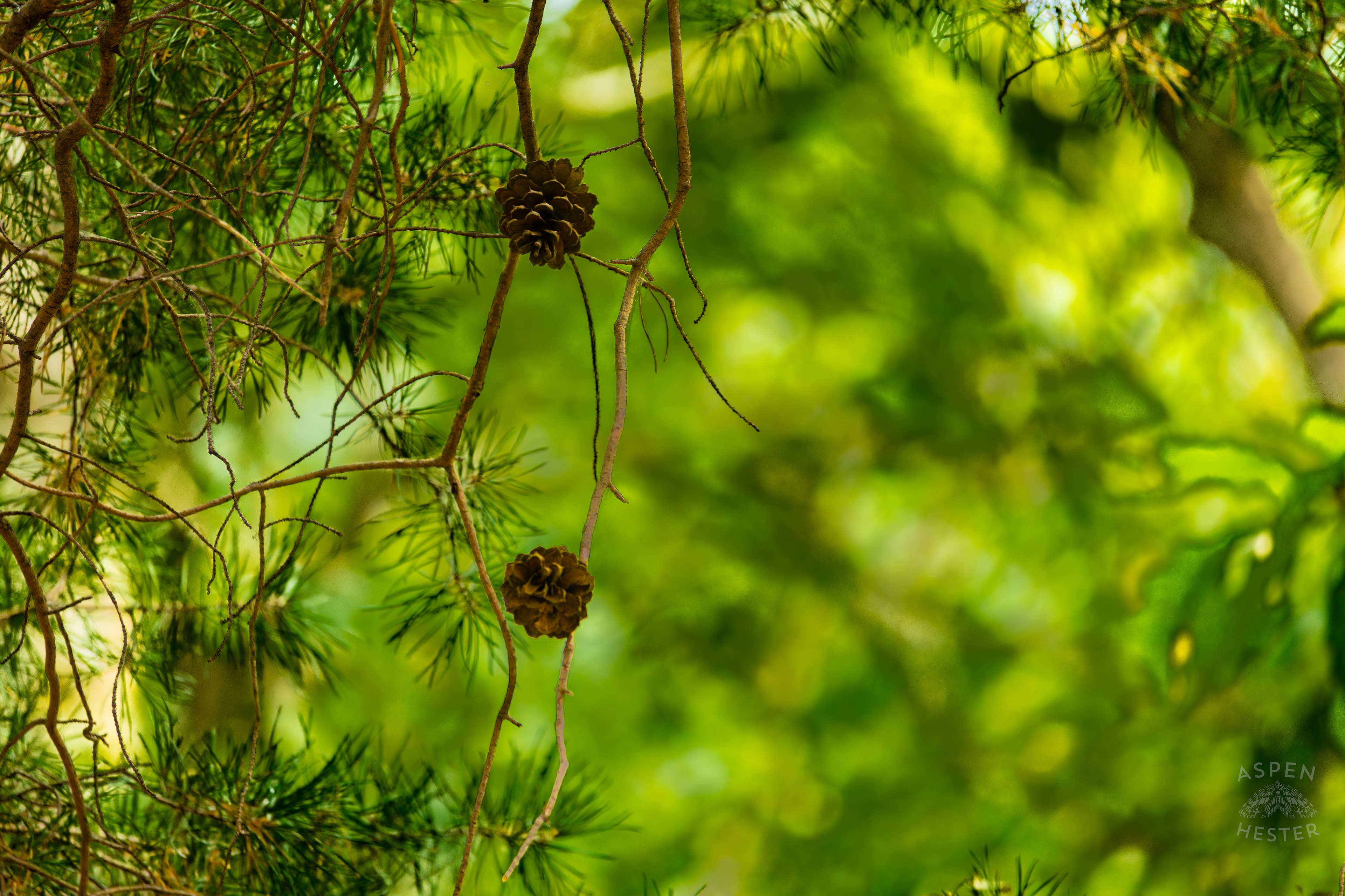 Small Pine Cones Growing Inside Jefferson Memorial Forest. September 3rd, 2024/Aspen Hester