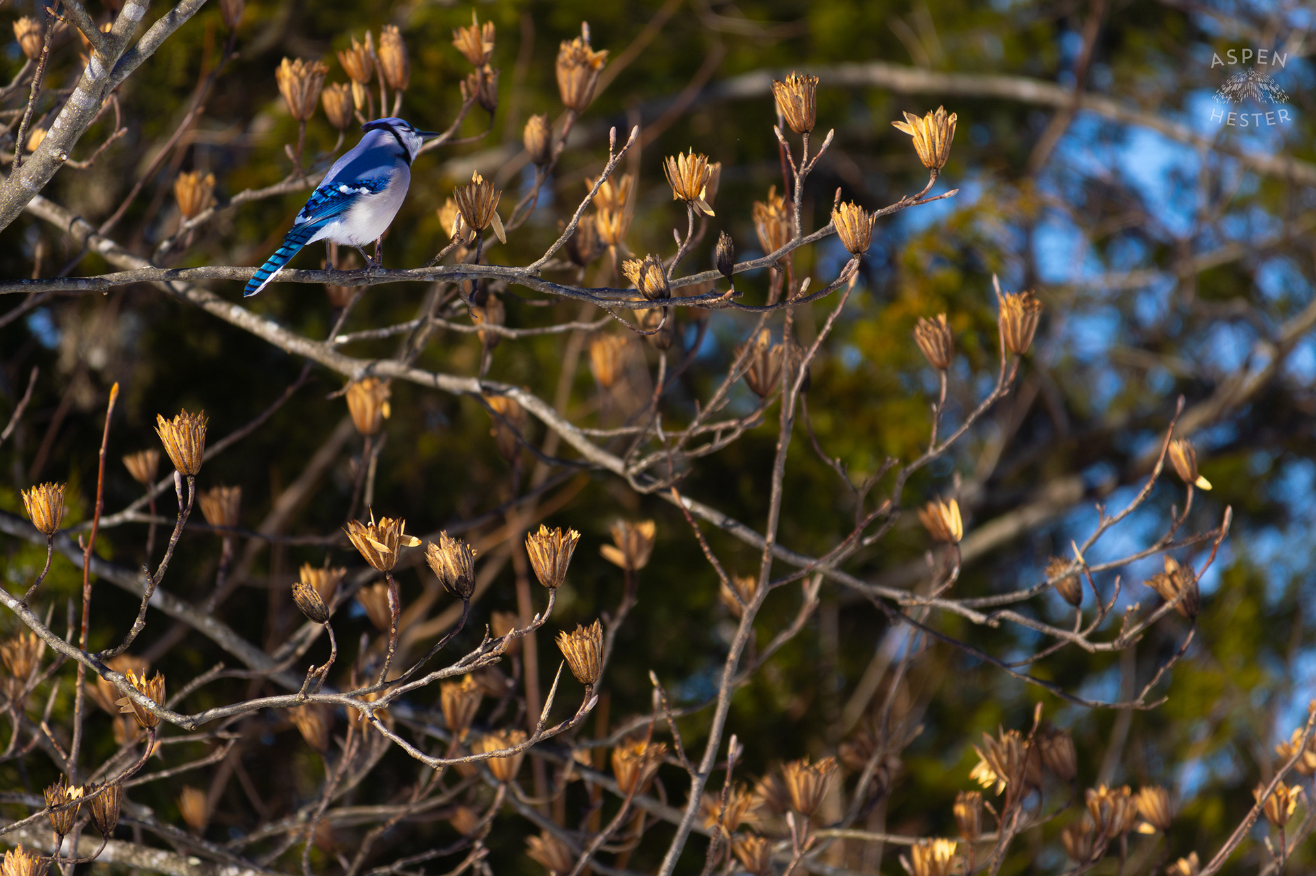 A Blue Jay Sits in A Tulip Tree in The Snowy Landscape of my Backyard. January 13th, 2025/Aspen Hester