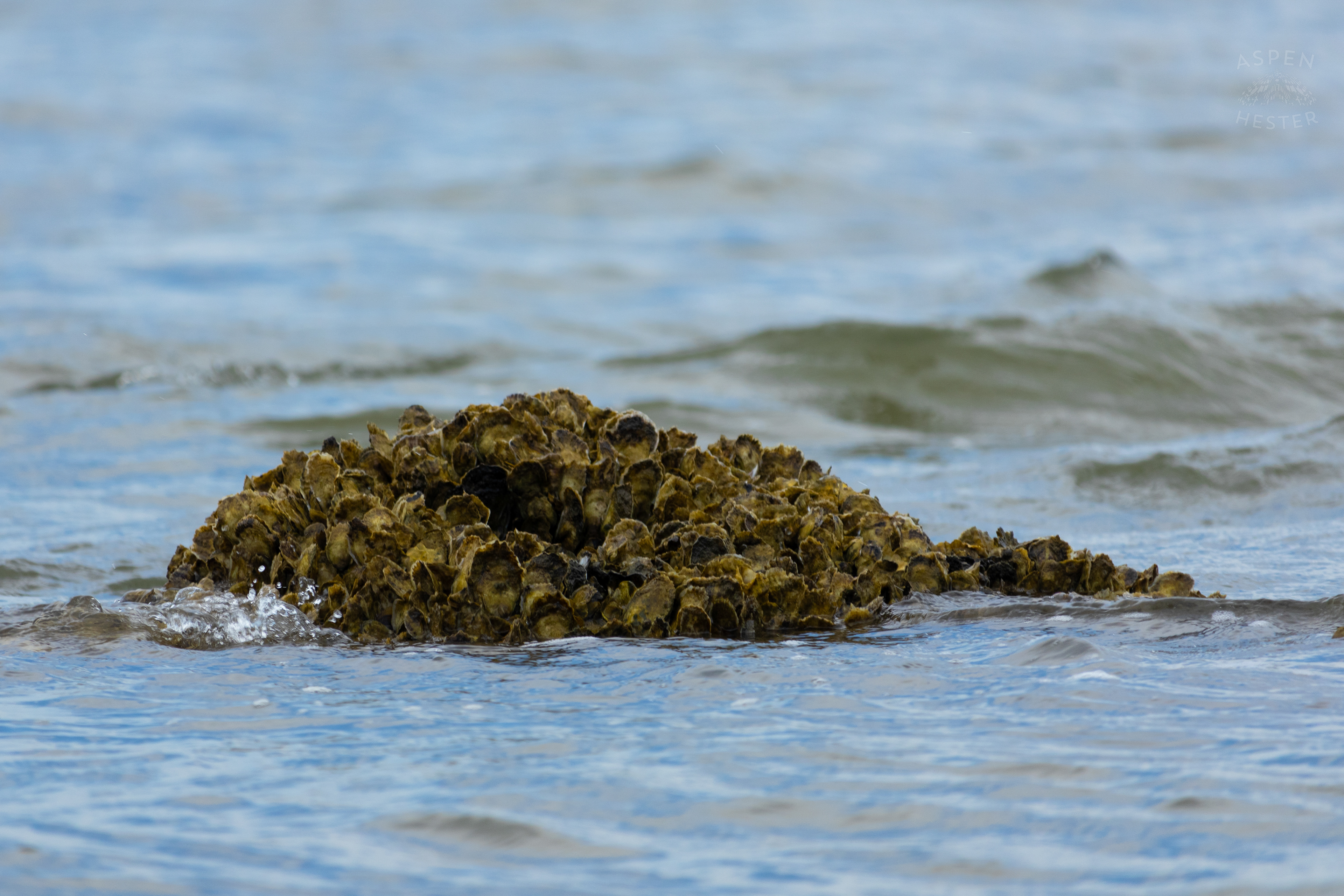 Oyster Reef Poking Through Low Tide On Tybee Island Georgia. June 24th, 2024/Aspen Hester